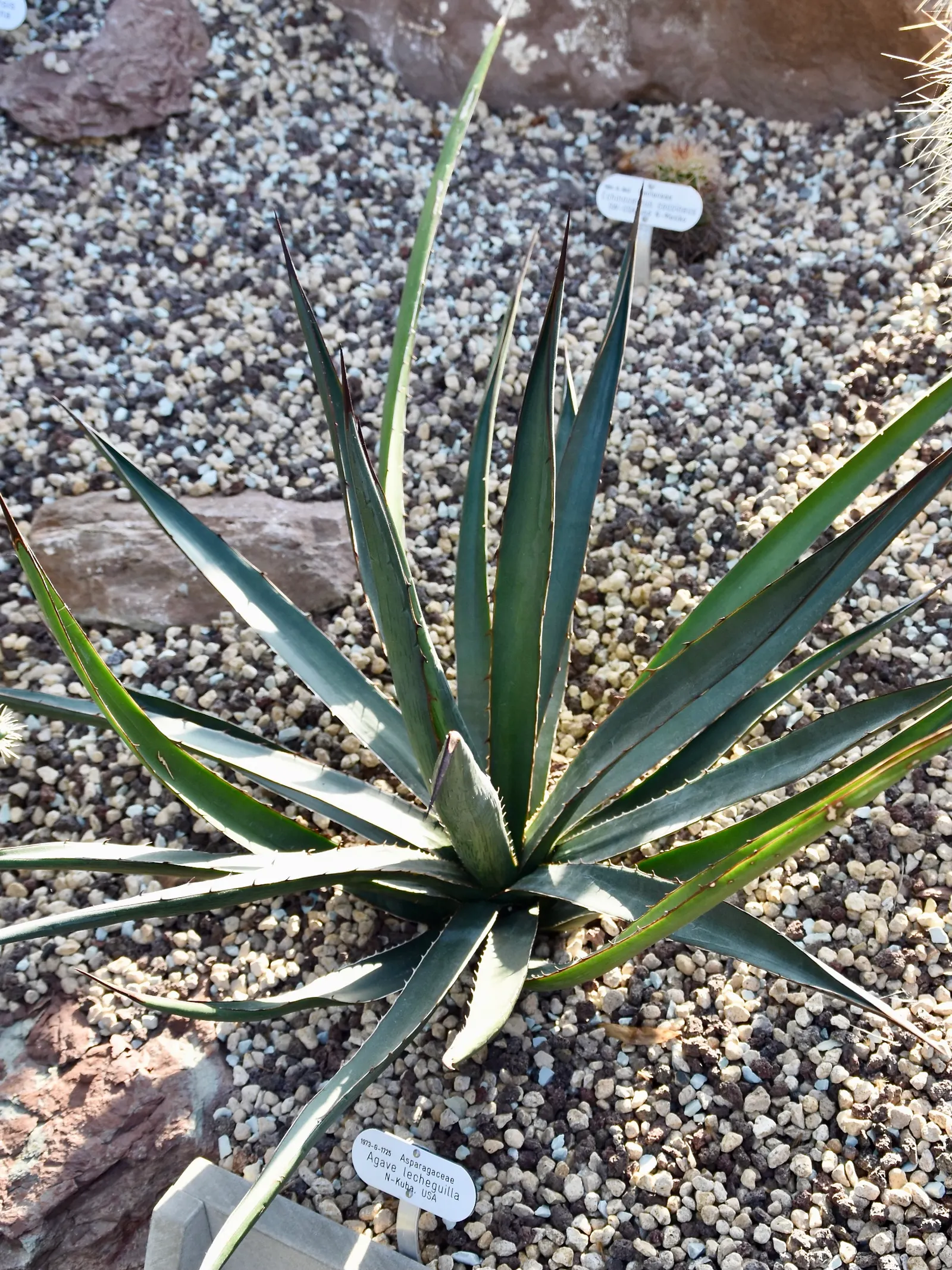 Thorn-Crested Agave (Agave Lophantha) — Its modest mature spread of around 4-6 feet accommodates tight spaces gracefully