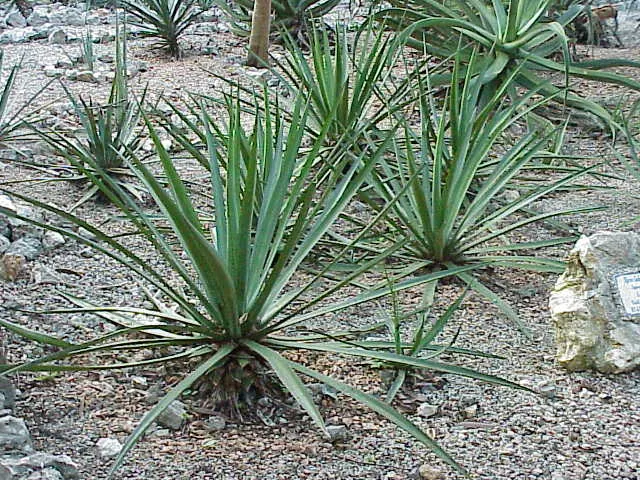 Thorn-Crested Agave (Agave Lophantha) — Note: Its sharp spines necessitate careful placement away from high-traffic areas