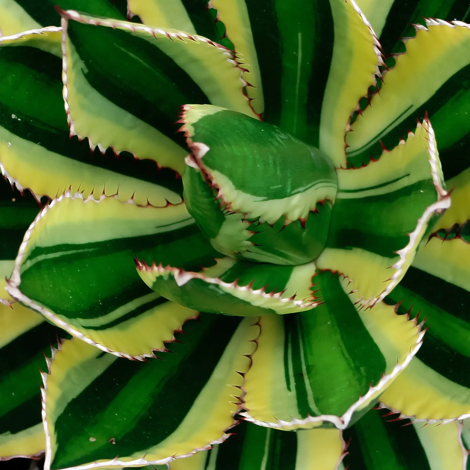 Thorn-Crested Agave (Agave Lophantha) — This rosette-forming perennial thrives in USDA zones 8-11 and requires minimal water