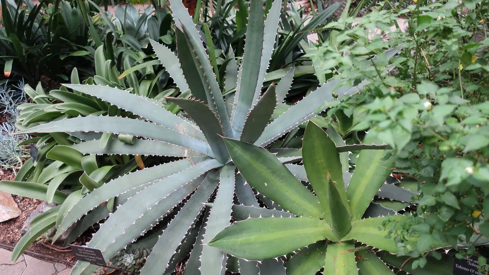 Thorn-Crested Agave (Agave Lophantha) — making it an ideal drought-tolerant accent