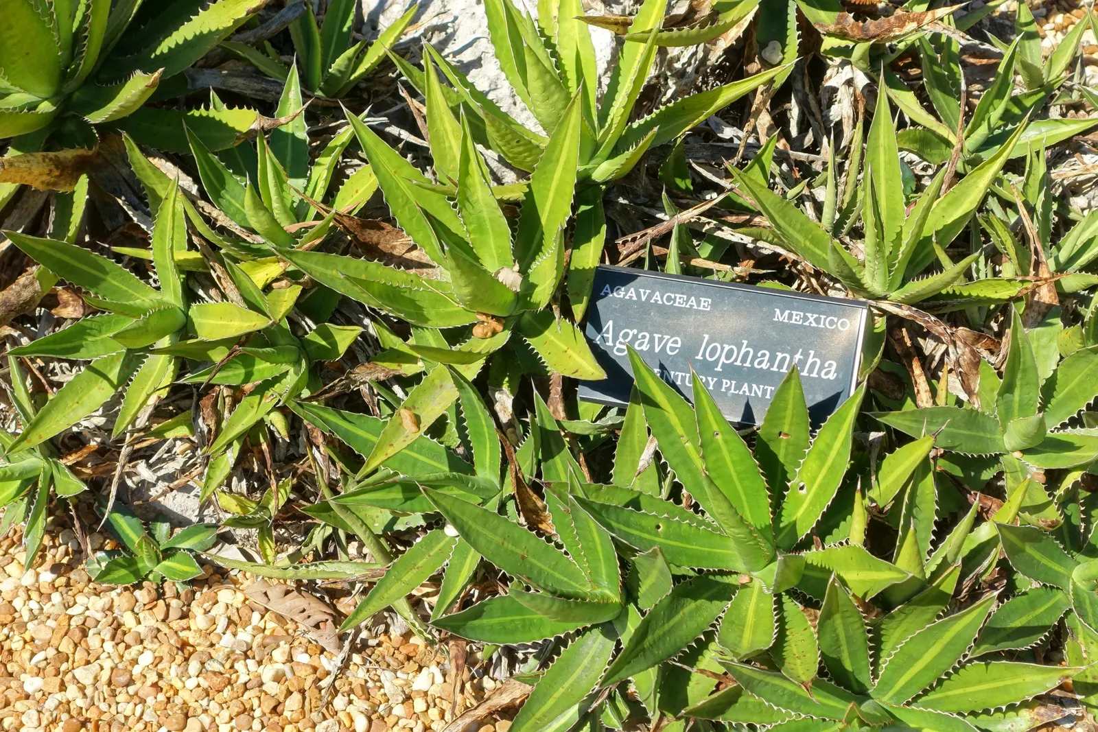 Thorn-Crested Agave (Agave Lophantha) — The Thorn-crested Agave (Agave lophantha)
