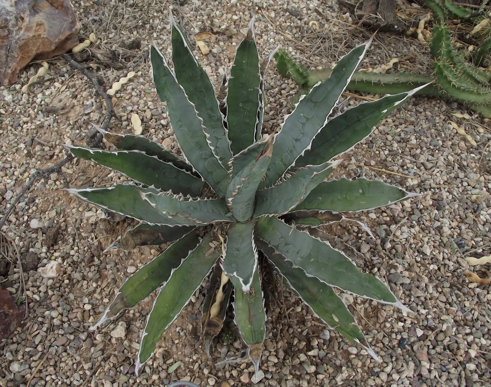 Thorn-Crested Agave (Agave Lophantha) — pale green central stripe