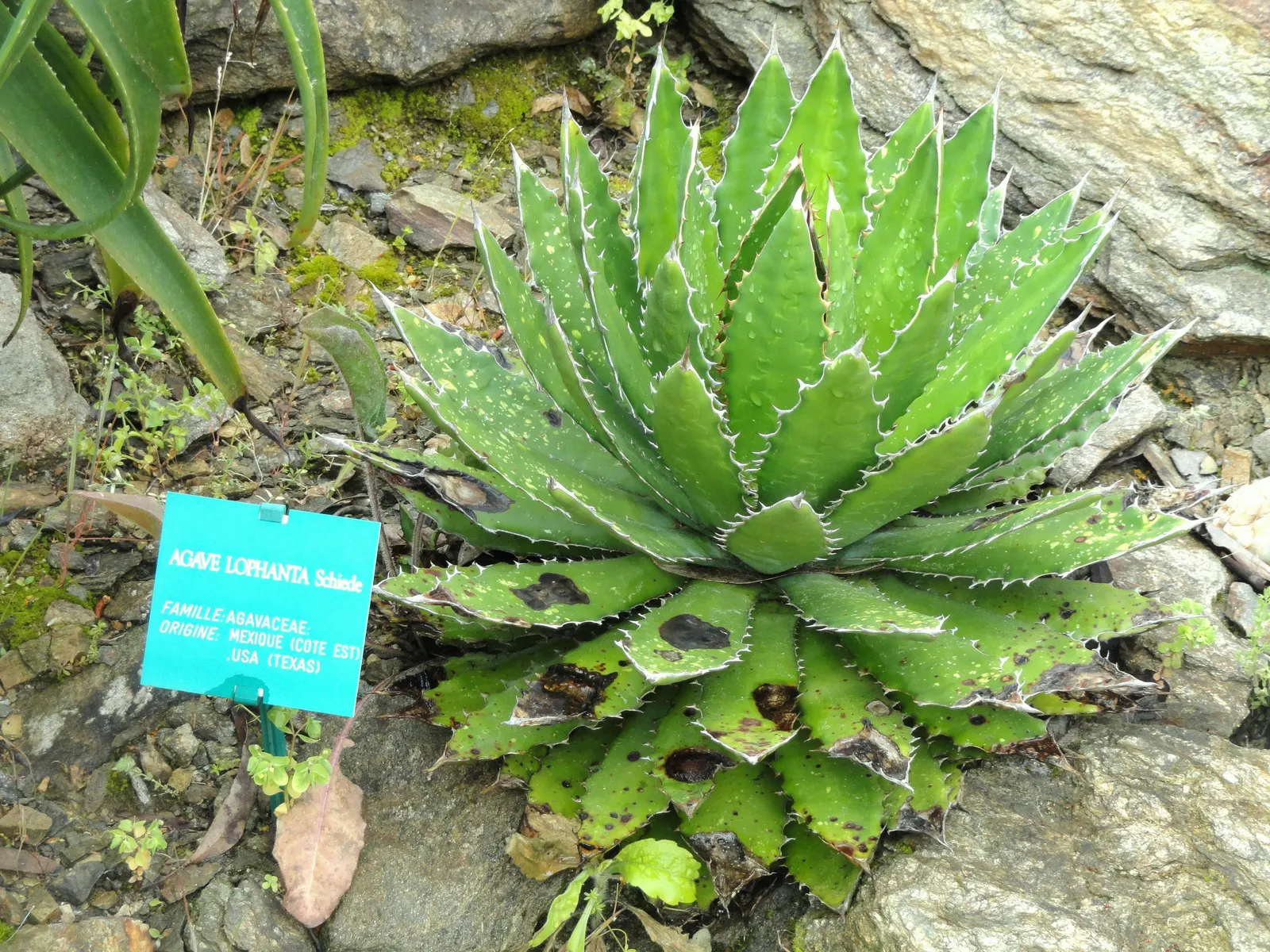 Thorn-Crested Agave (Agave Lophantha) — This evergreen perennial features a rosette of arching leaves