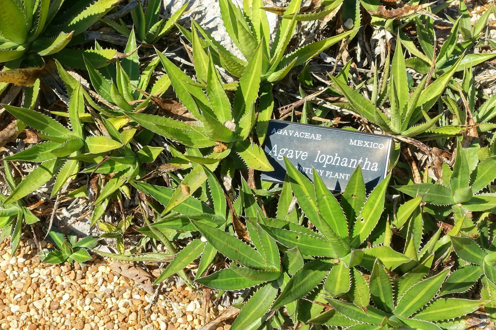 Thorn-Crested Agave (Agave Lophantha) — green hues and edged with a contrasting dark brown to reddish thorn-lined margin