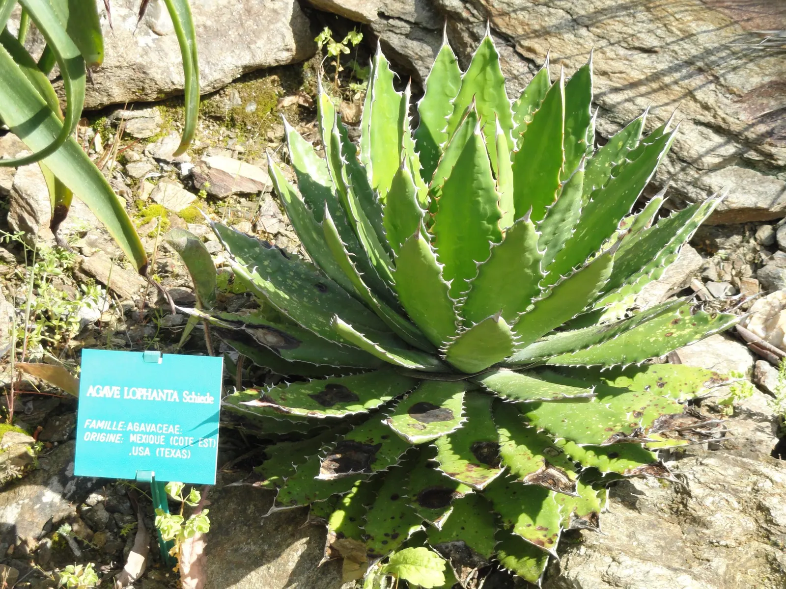 Thorn-Crested Agave (Agave Lophantha) — This hardy succulent can also tolerate a range of soil types