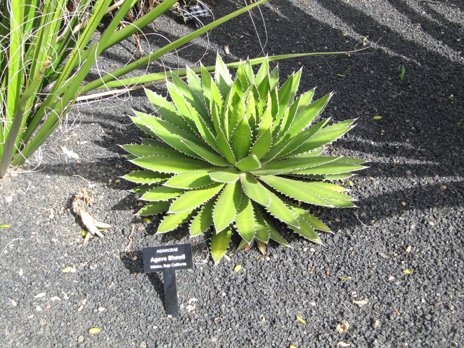 Thorn-Crested Agave (Agave Lophantha) — succulent for full or half