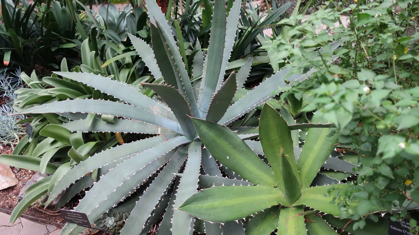 Thorn-Crested Agave (Agave Lophantha) — but it often leaves behind offsets to continue its legacy in your landscape design