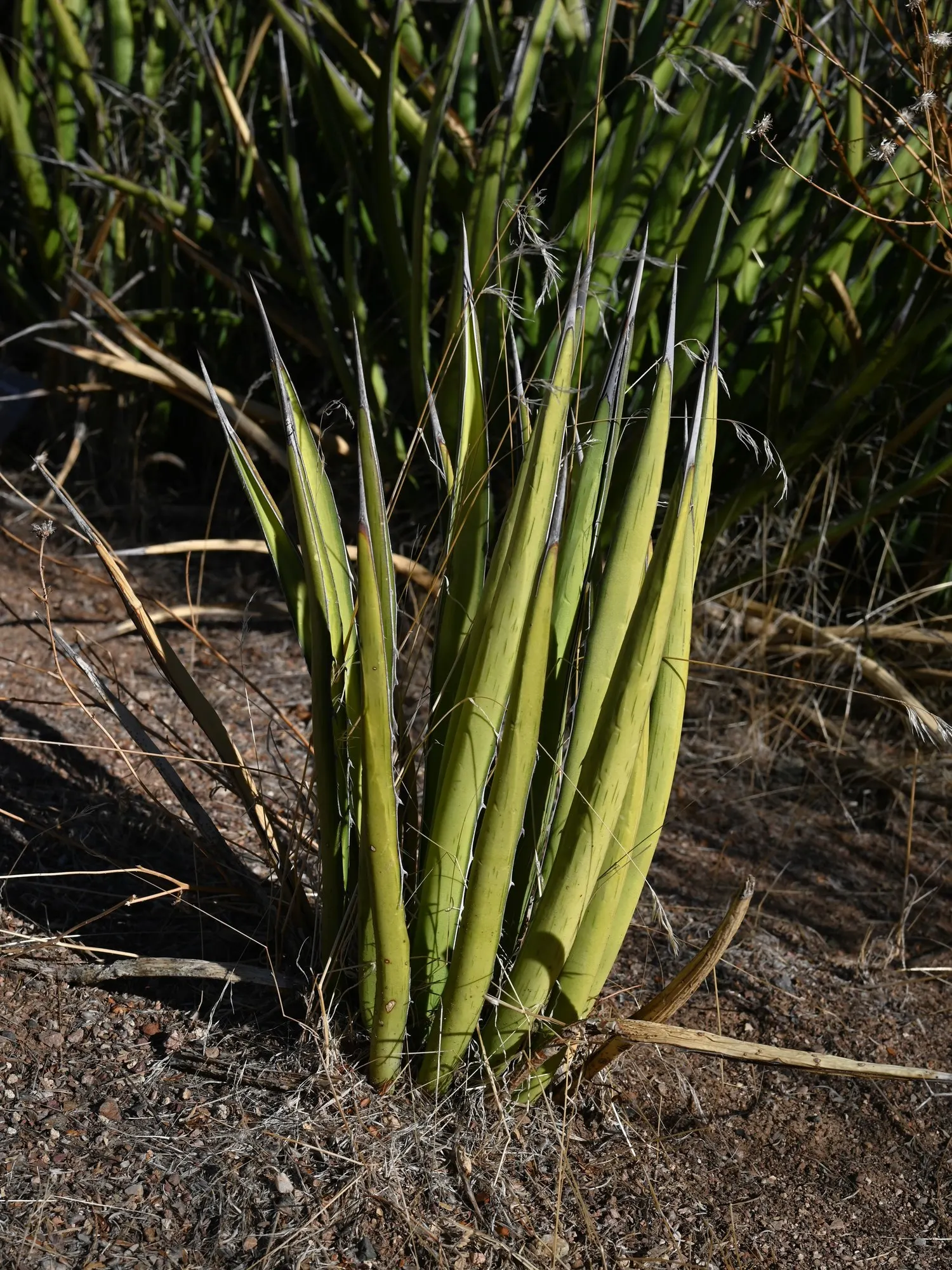 Thorn-Crested Agave (Agave Lophantha) — the parent plant will die