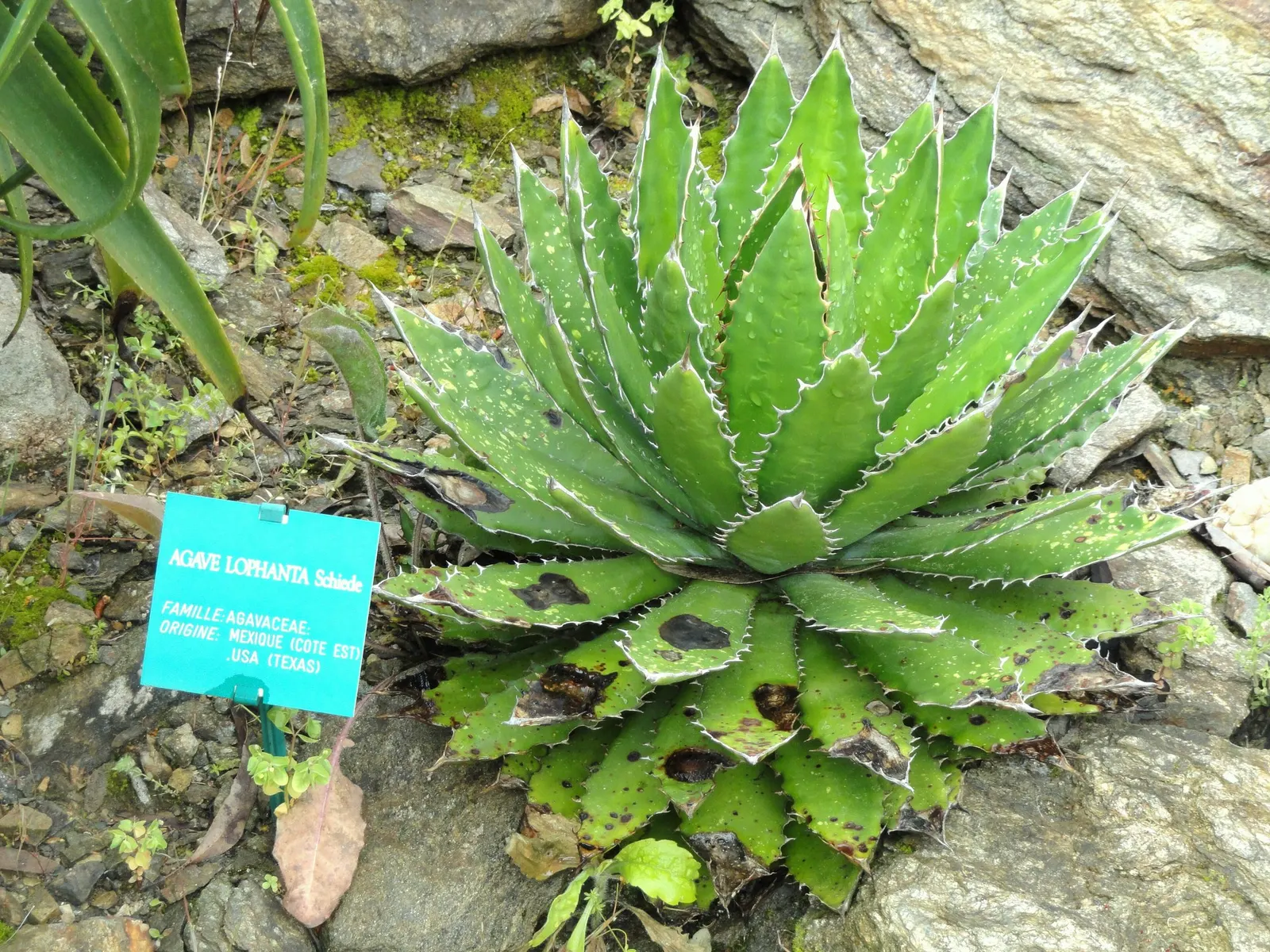 Thorn-Crested Agave (Agave Lophantha) — as long as they provide excellent drainage