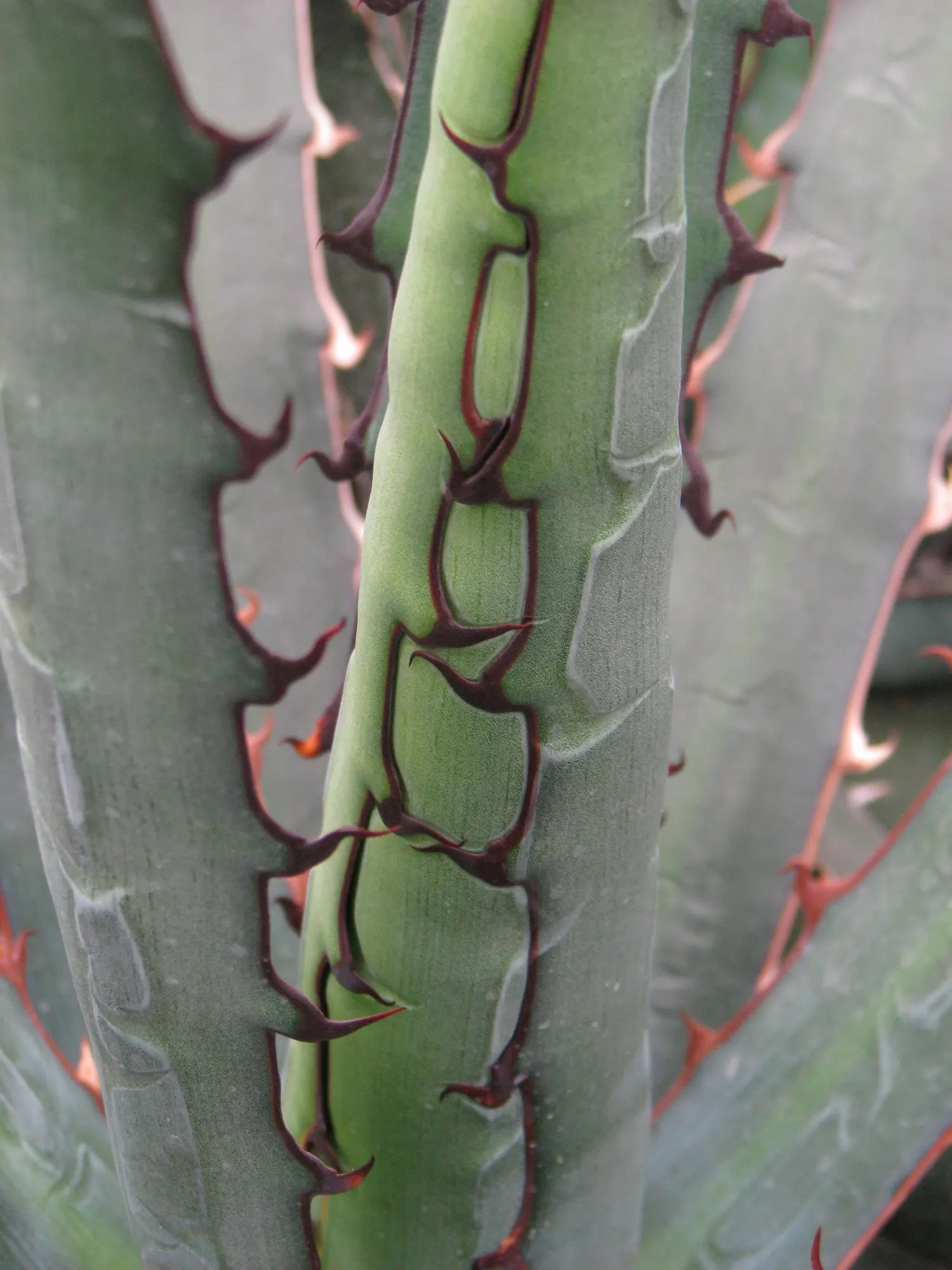 Thorn-Crested Agave (Agave Lophantha) — succulent with green and yellow blooms
