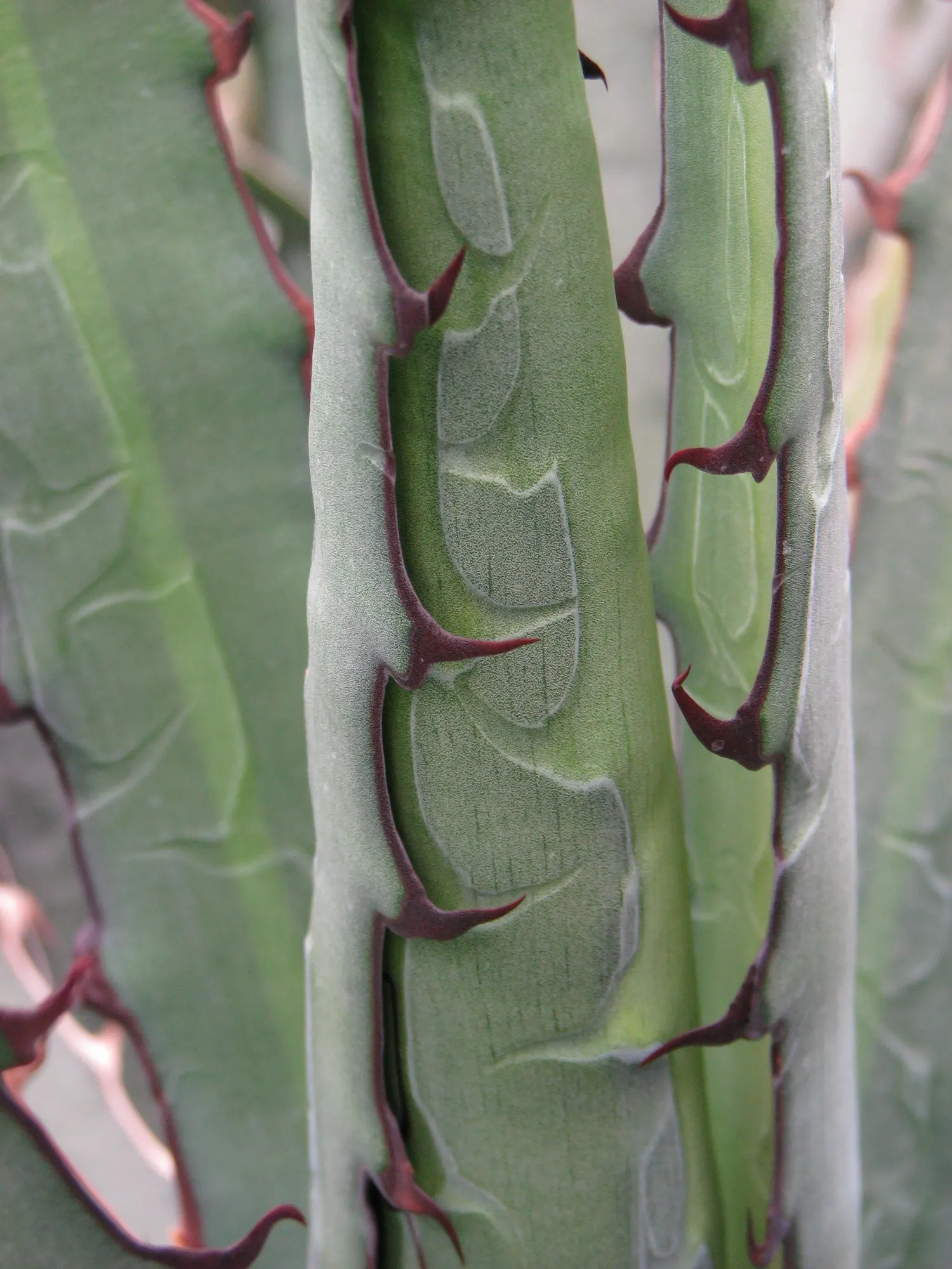 Thorn-Crested Agave (Agave Lophantha) — This rosette-forming perennial thrives in USDA zones 8-11 and requires minimal water; but it often leaves behind