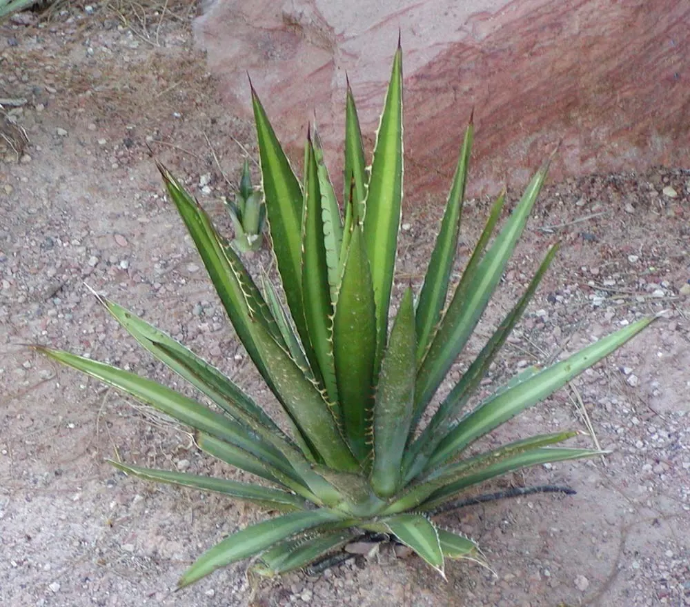 Thorn-Crested Agave (Agave Lophantha) — The Thorn-crested Agave (Agave lophantha); making it an ideal drought-tolerant accent