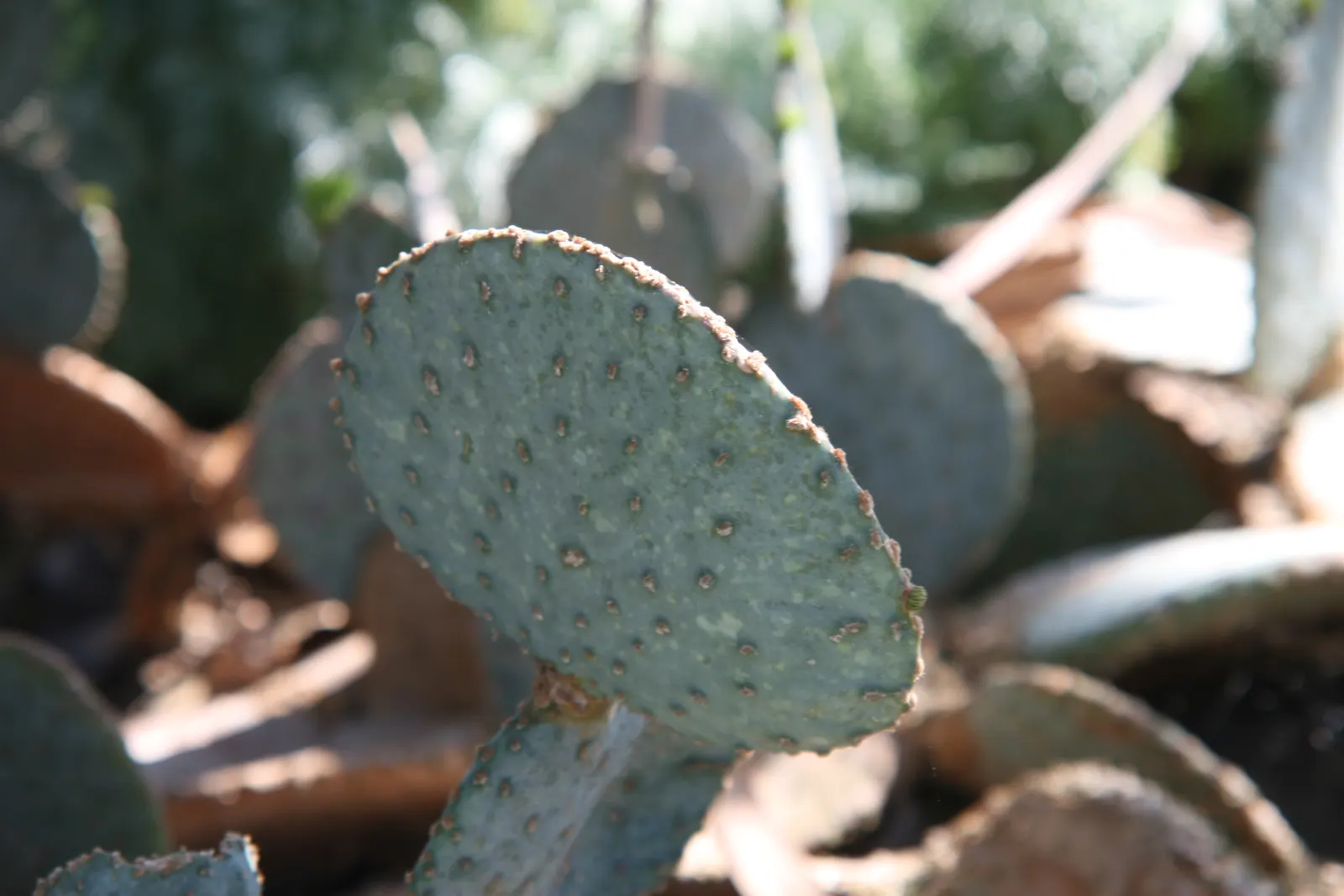 Purple Prickly Pear (Opuntia Santa-Rita Tubac&trade;) — is a drought-tolerant cactus reaching 4-5 ft in height and spread