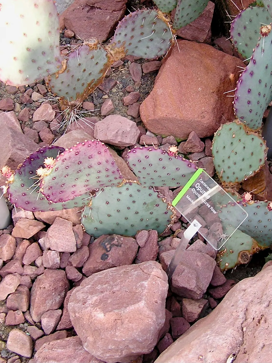 Purple Prickly Pear (Opuntia Santa-Rita Tubac&trade;) — a characteristic inherent to many cacti