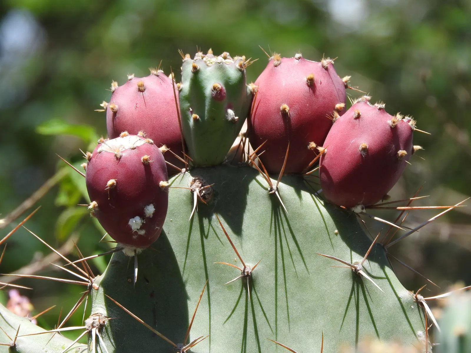 Purple Prickly Pear (Opuntia Santa-Rita Tubac&trade;) — flat pads and vibrant yellow flowers
