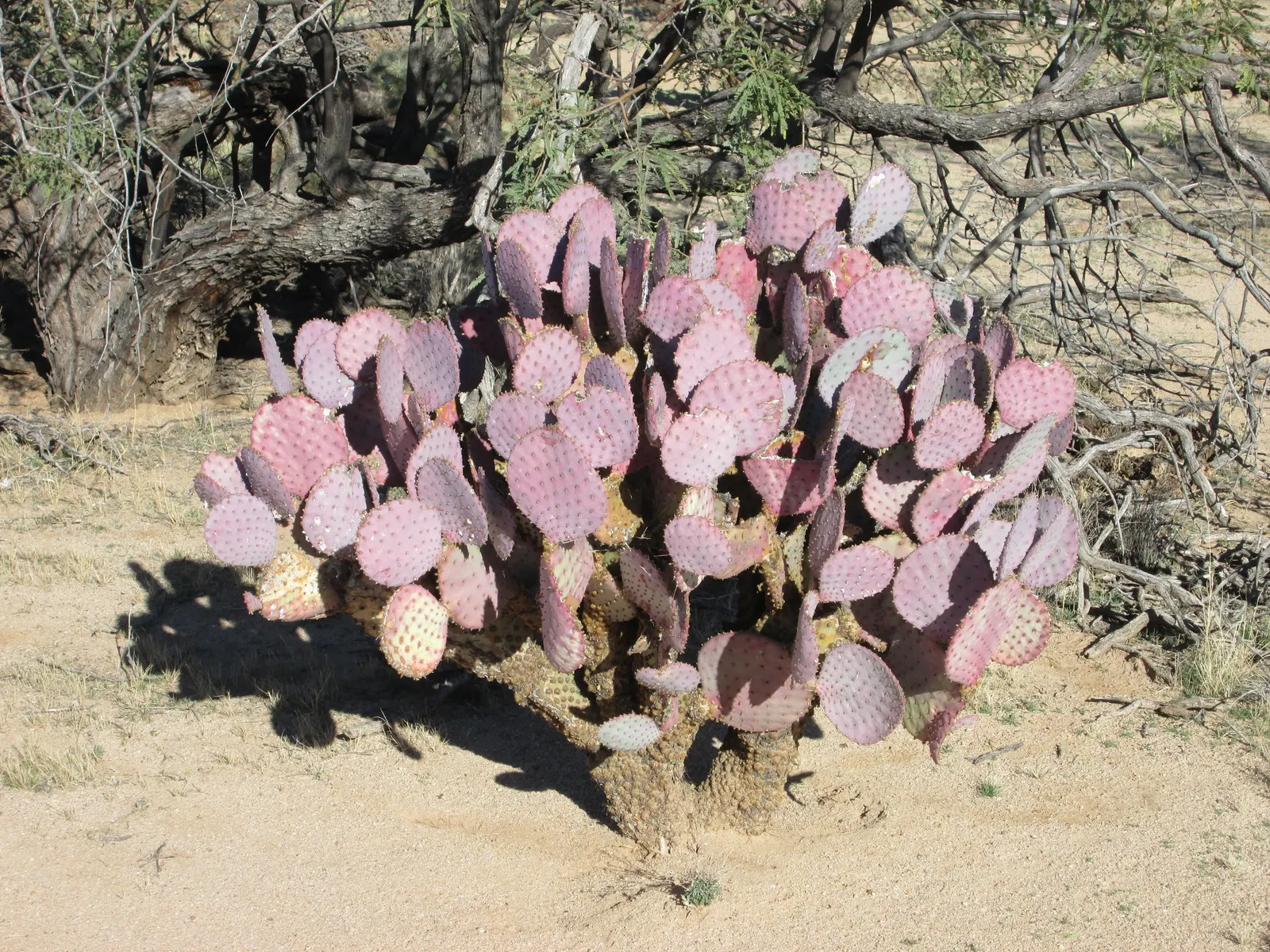 Purple Prickly Pear (Opuntia Santa-Rita Tubac&trade;) — making it well-suited for xeriscape gardens or arid landscapes