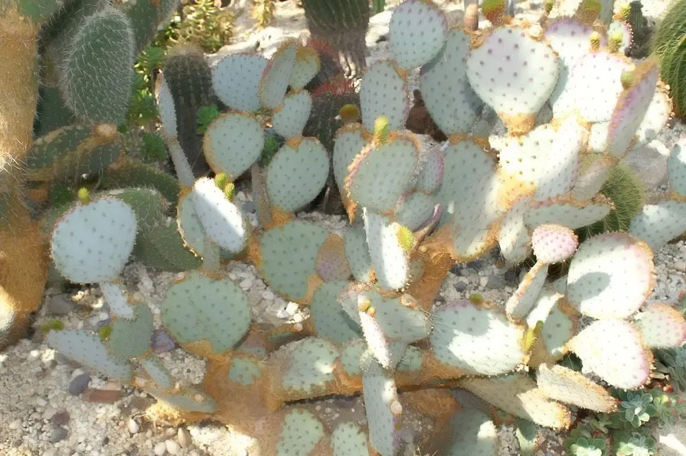 Purple Prickly Pear (Opuntia Santa-Rita Tubac&trade;) — Notable for its purple-tinged
