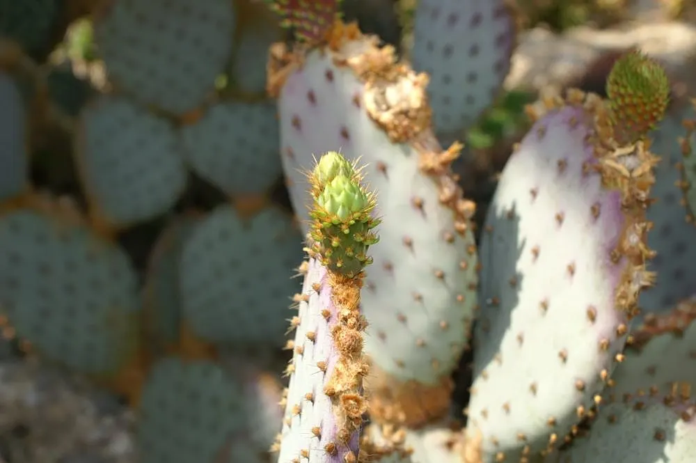 Purple Prickly Pear (Opuntia Santa-Rita Tubac&trade;) — ensuring a safe yet engaging garden experience for your client