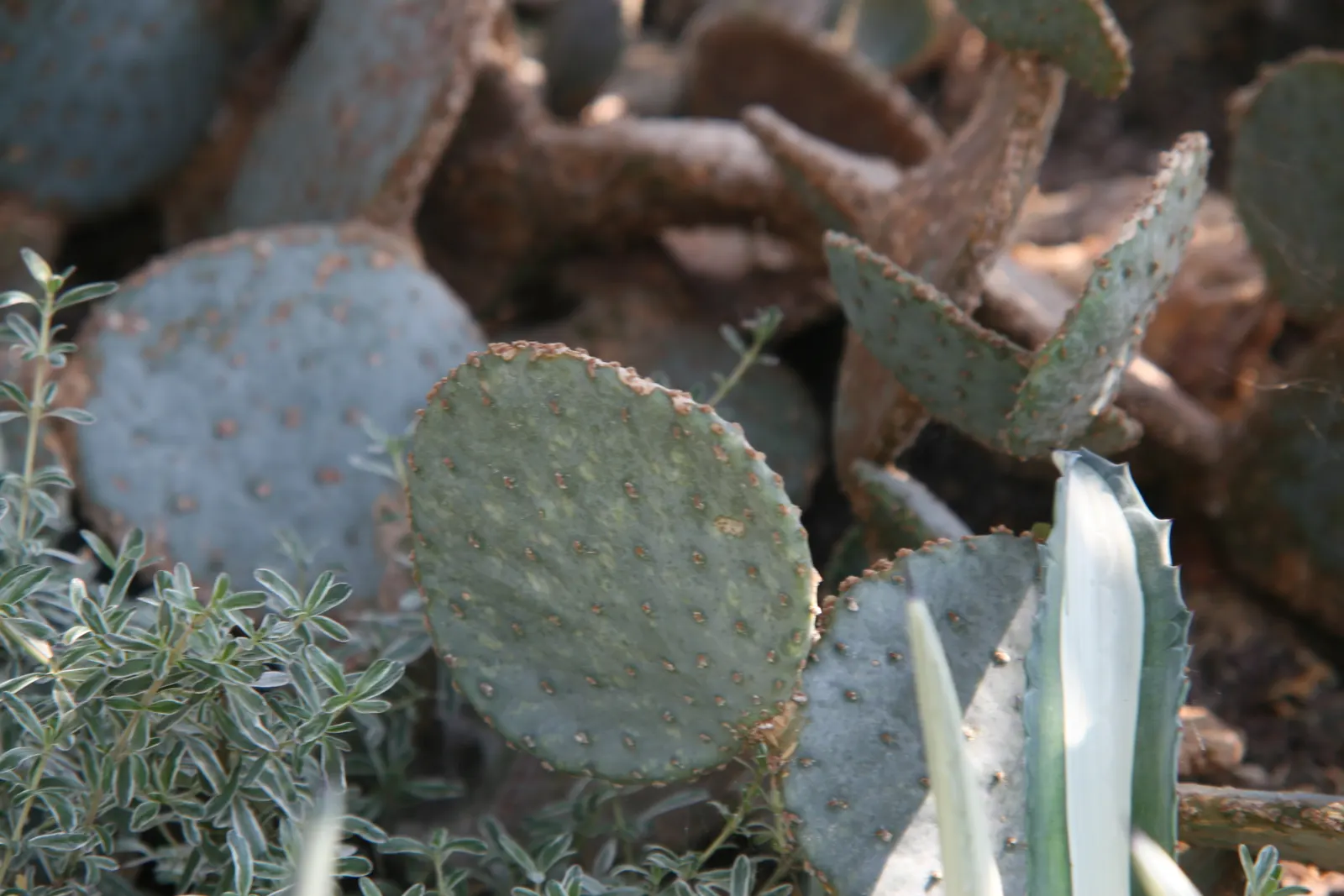 Purple Prickly Pear (Opuntia Santa-Rita Tubac&trade;) — This coloration is most vibrant when the pads are stressed