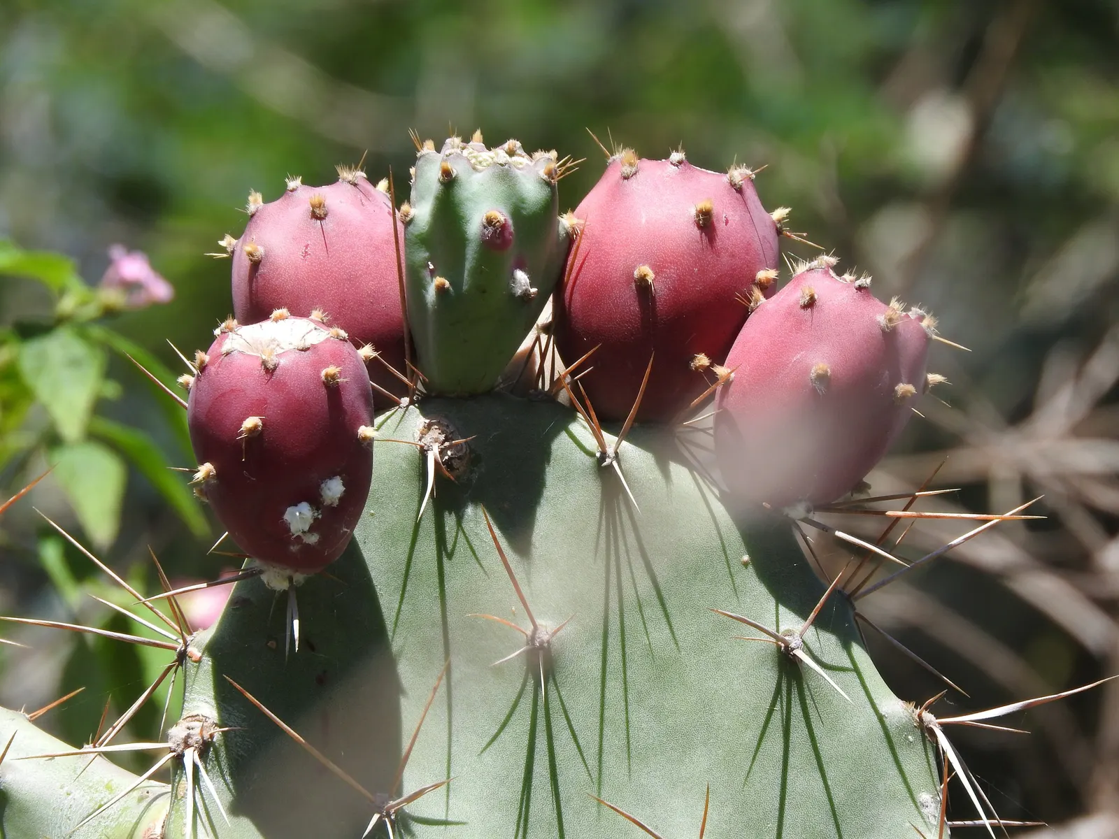 Purple Prickly Pear (Opuntia Santa-Rita Tubac&trade;) — this striking specimen adds a burst of color and unique texture to xeriscapes