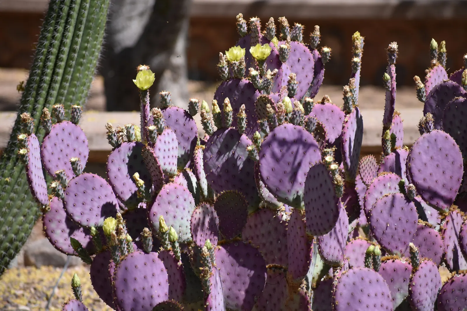 Purple Prickly Pear (Opuntia Santa-Rita Tubac&trade;) — Spines provide a deterrent against wildlife, and it thrives in full sun with minimal maintenance