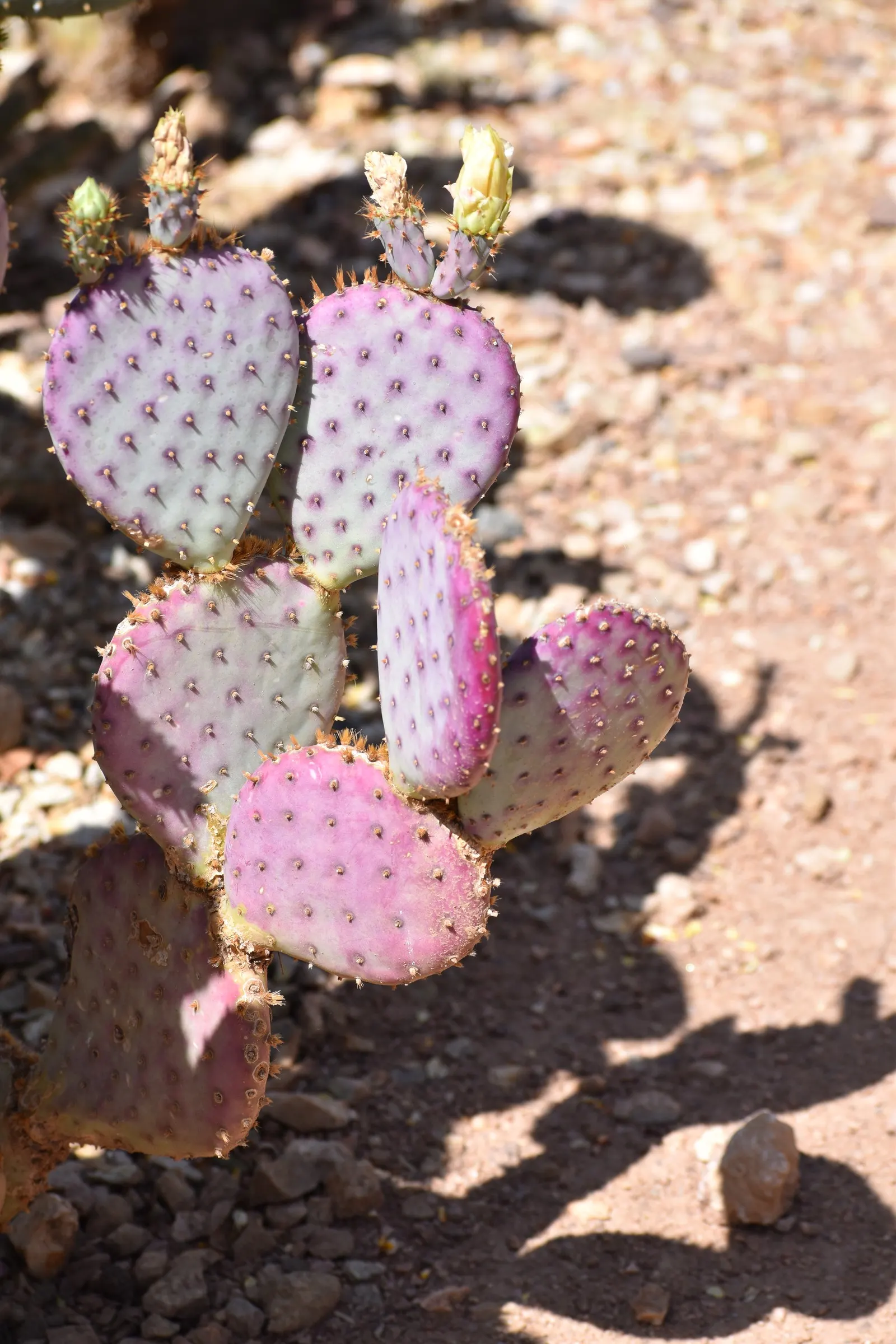 Purple Prickly Pear (Opuntia Santa-Rita Tubac&trade;) — recognized scientifically as Opuntia santa-rita 'Tubac&trade;'