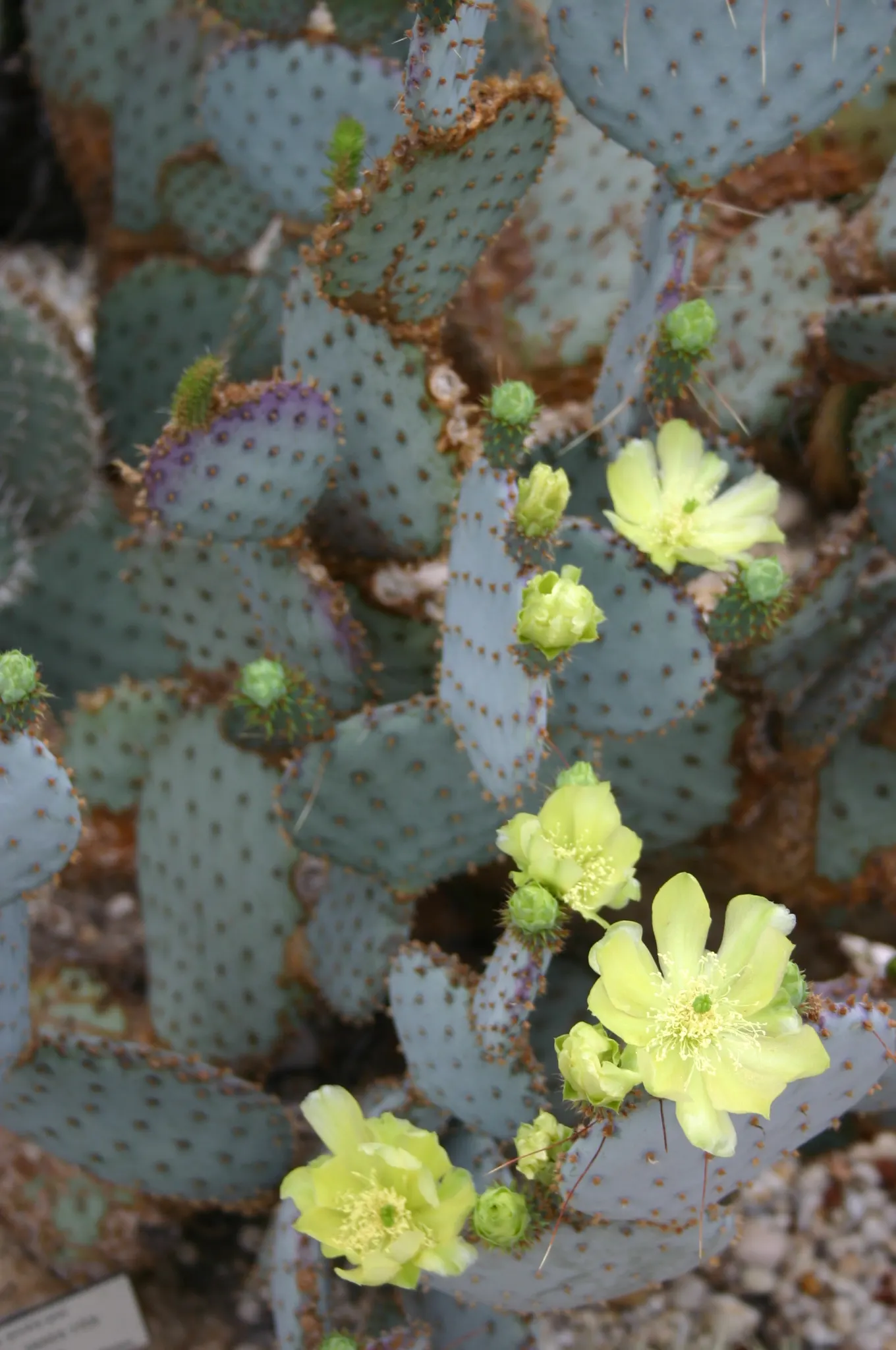 Purple Prickly Pear (Opuntia Santa-Rita Tubac&trade;) — Hardy in zones 8-11 with excellent drainage