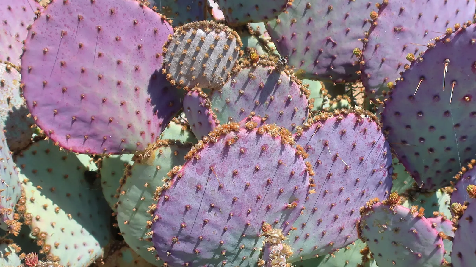 Purple Prickly Pear (Opuntia Santa-Rita Tubac&trade;) — it is crucial to provide ample space around it to avoid contact with its spines