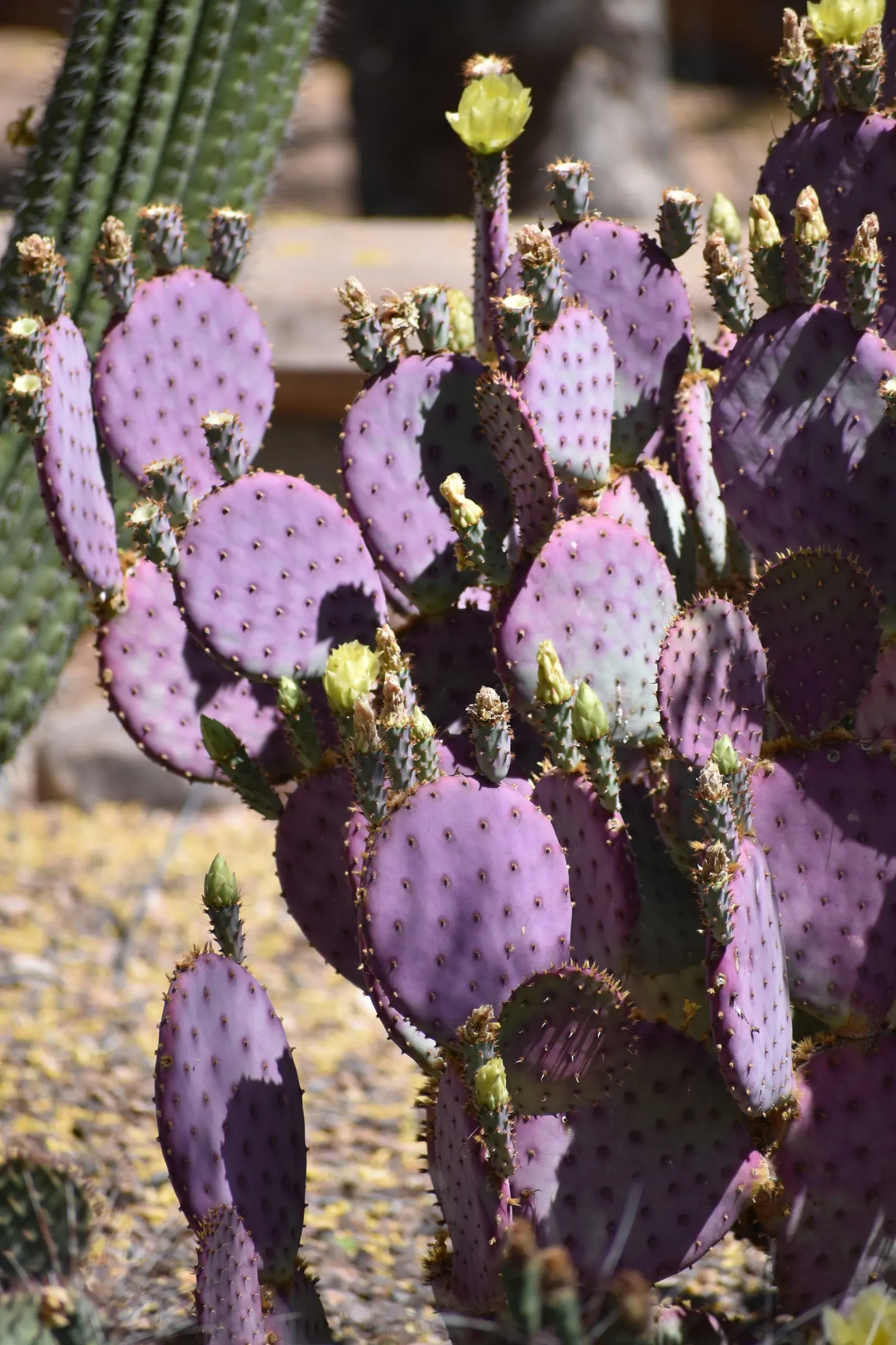 Purple Prickly Pear (Opuntia Santa-Rita Tubac&trade;) — brings a unique color palette and structural form to your landscape design