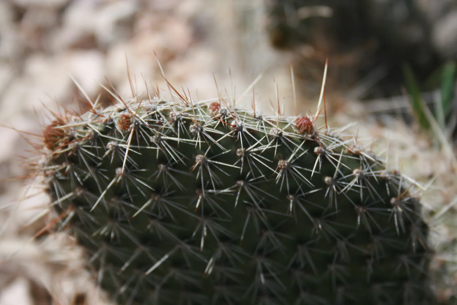 Purple Prickly Pear (Opuntia Santa-Rita Tubac&trade;) — It prefers full sunlight and thrives in well-draining soils