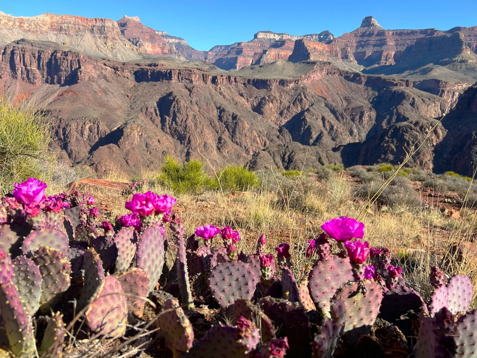Purple Prickly Pear (Opuntia Santa-Rita Tubac&trade;) — The Opuntia santa-rita 'Tubac'