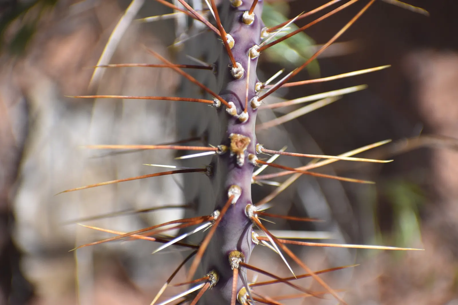 Purple Prickly Pear (Opuntia Santa-Rita Tubac&trade;) — Its broad, flat pads are typically about 6 to 12 inches long and adorned with evenly spaced spines