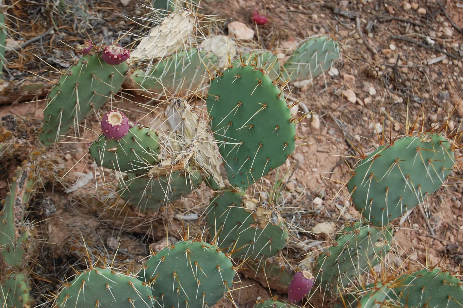 Purple Prickly Pear (Opuntia Santa-Rita Tubac&trade;) — you'll appreciate the plant's low maintenance and drought tolerance