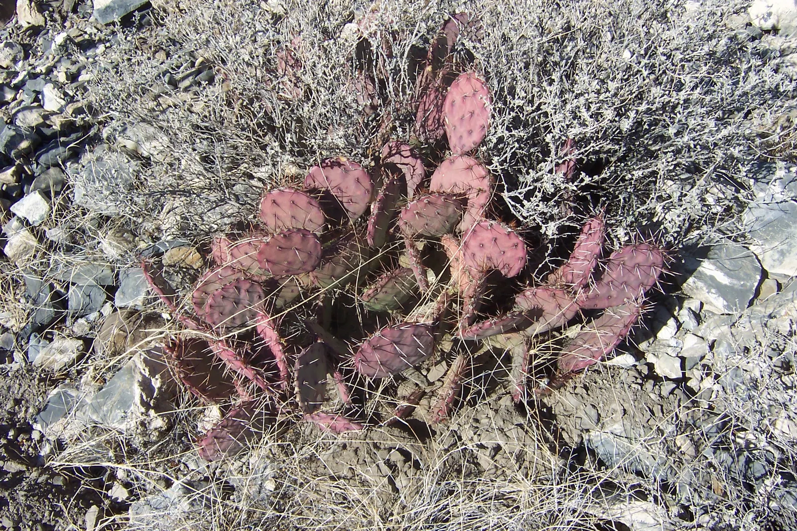 Purple Prickly Pear (Opuntia Santa-Rita Tubac&trade;) — When incorporating this specimen into a garden