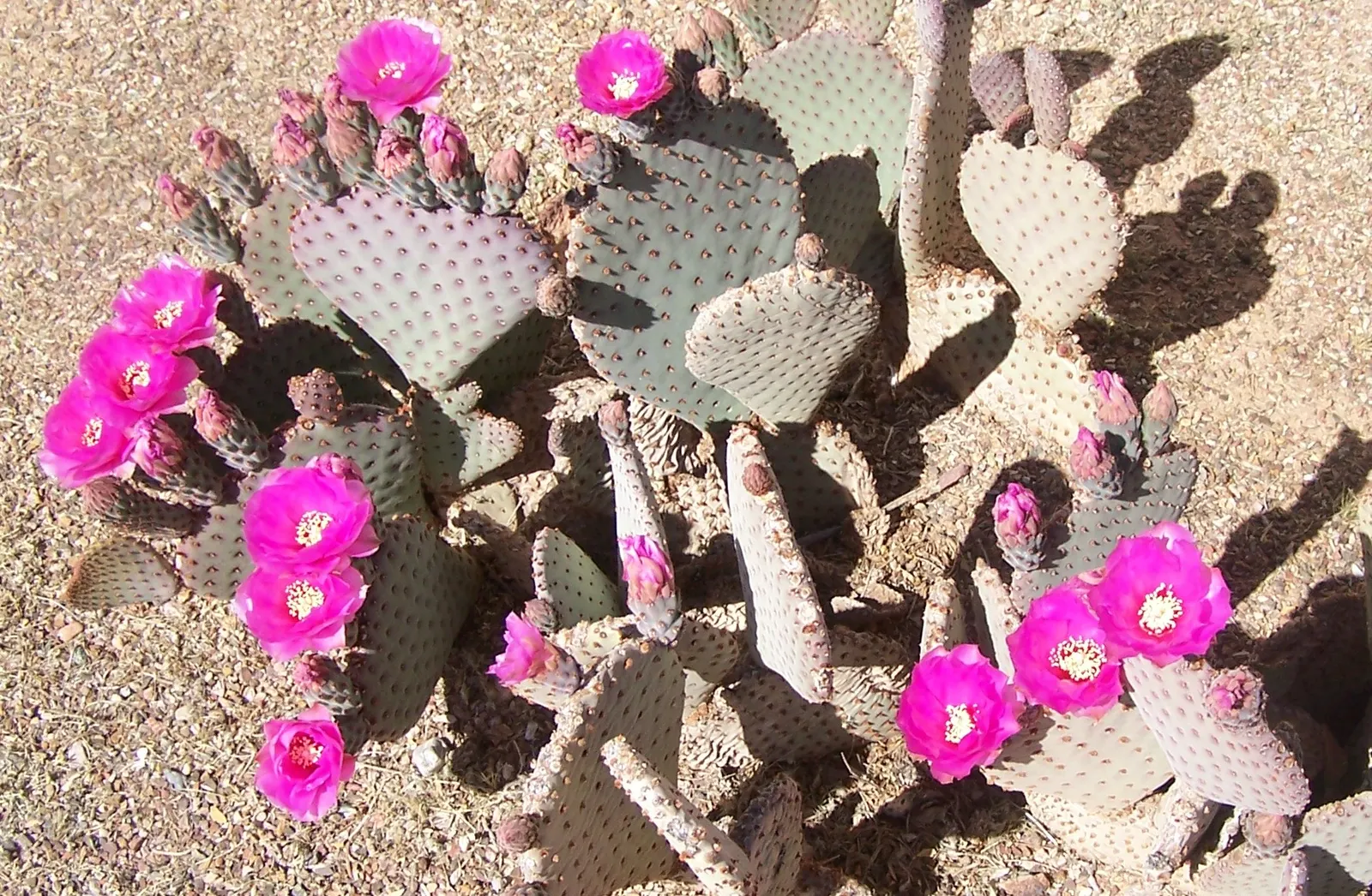 Purple Prickly Pear (Opuntia Santa-Rita Tubac&trade;) — with a similar spread of 3 to 5 feet