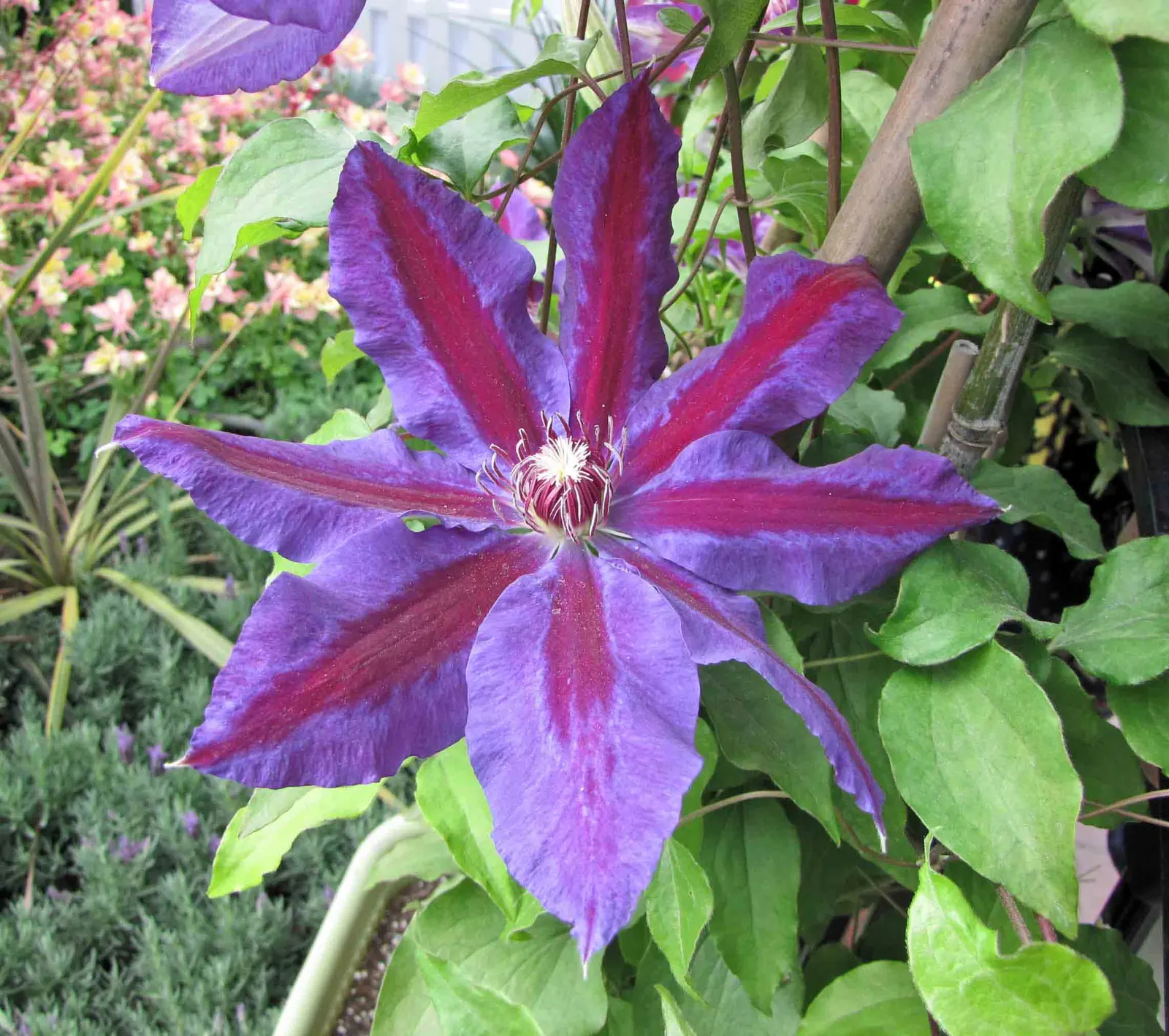 Wildfire Bicolor Clematis (Clematis 'Wildfire') — The Clematis 'Wildfire' is a vibrant climbing perennial