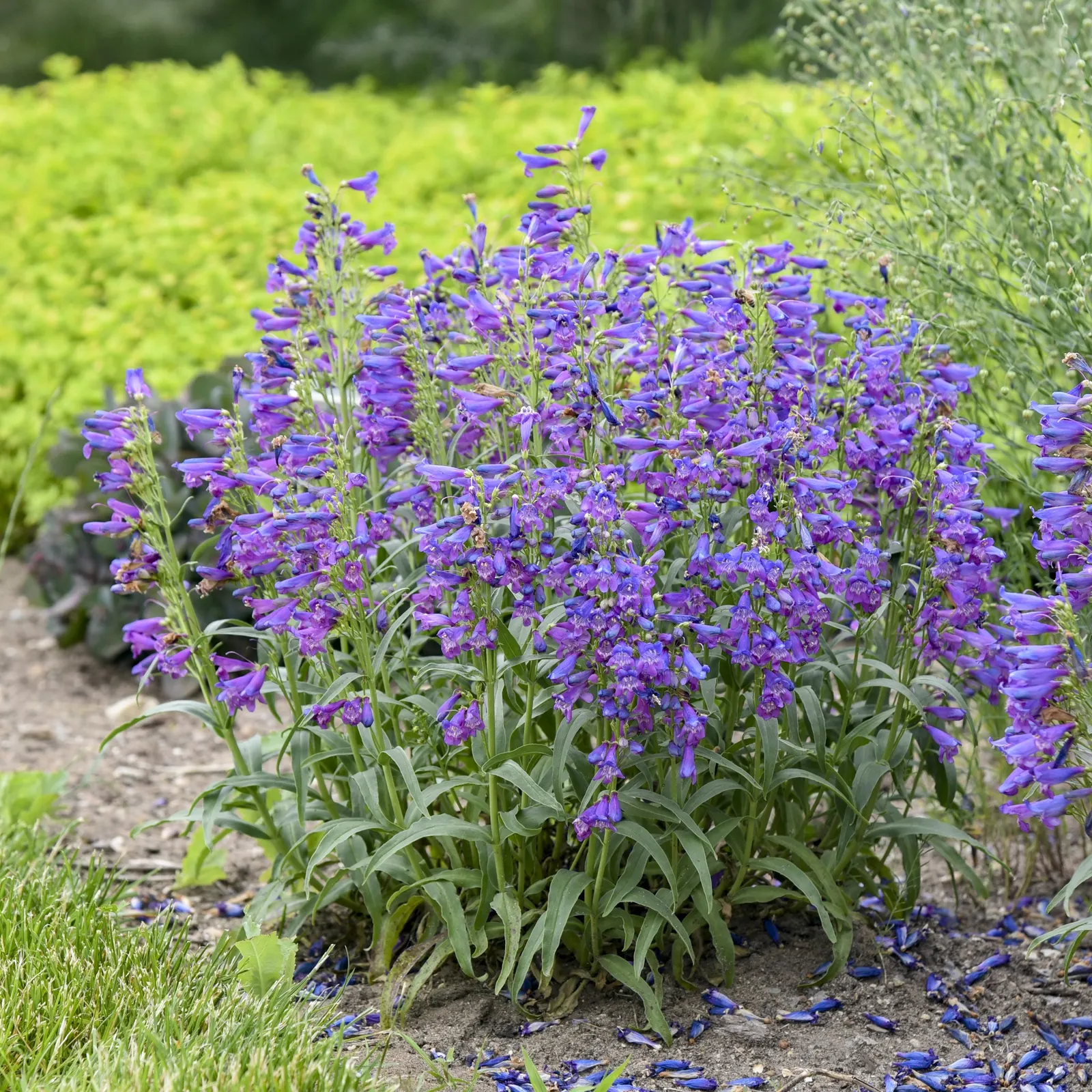 'Lavender Sapphires' Bearded Penstemon (Penstemon barbatus) — or Penstemon barbatus 'Lavender Sapphires'