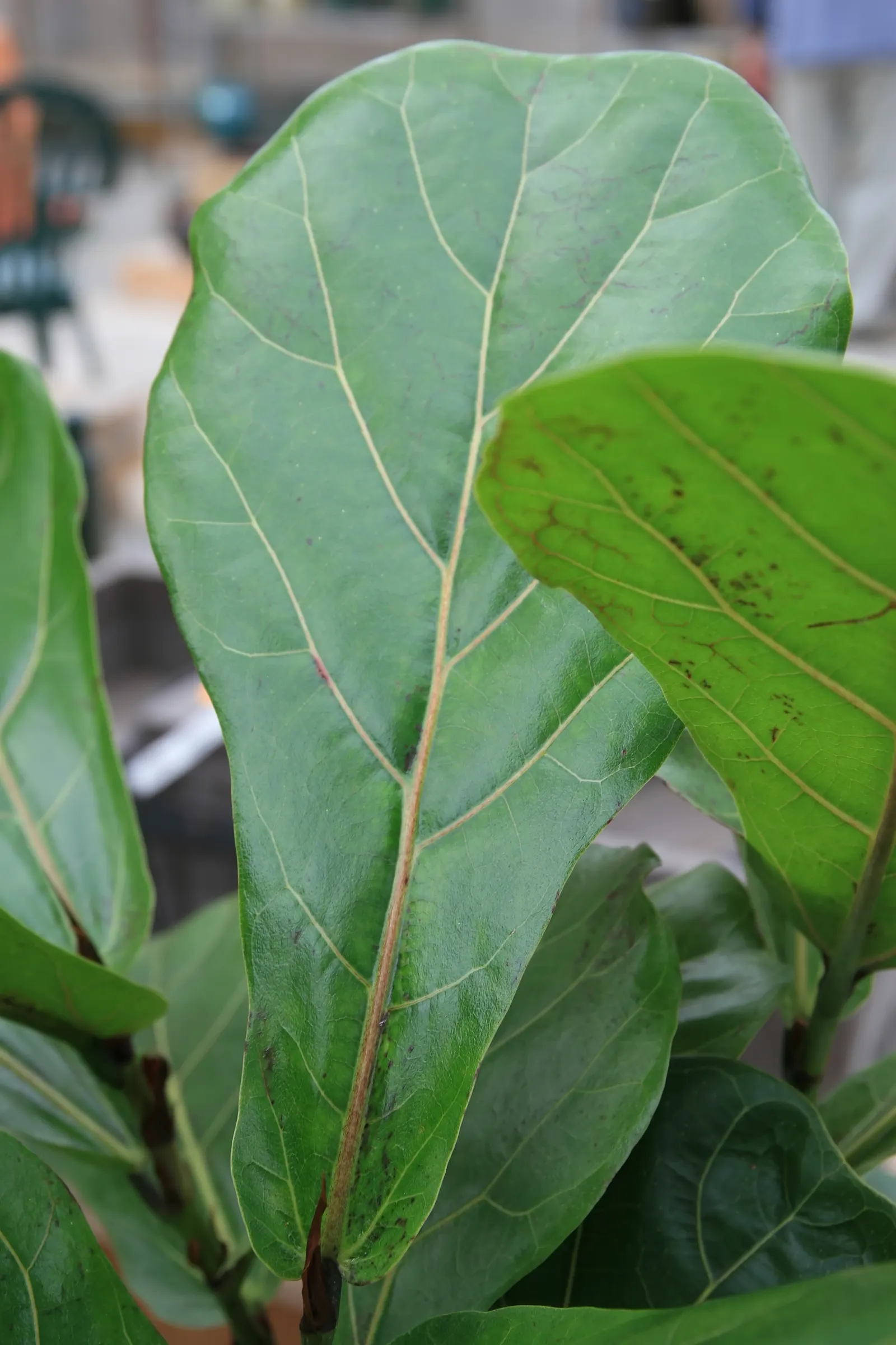 Fiddle-Leaf Fig, Banjo-Leaf Fig (Ficus Lyrata) — Its growth rate is moderate