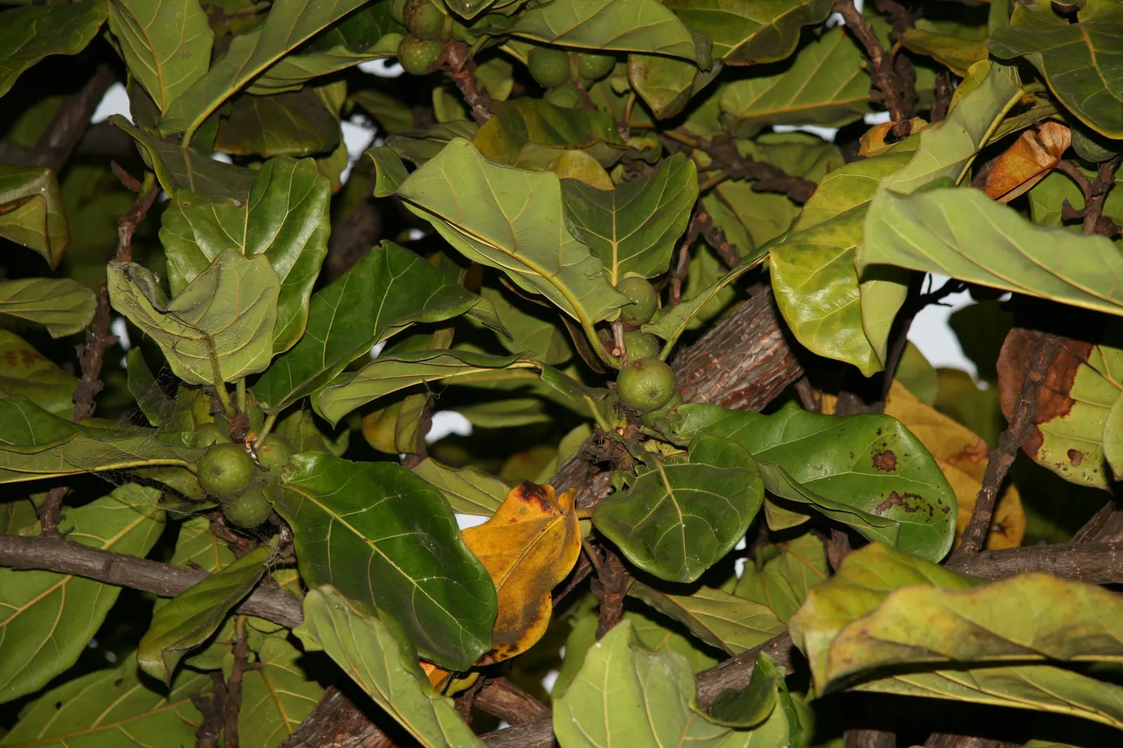 Fiddle-Leaf Fig, Banjo-Leaf Fig (Ficus Lyrata) — glossy violin-shaped leaves that can reach up to 18 inches in length; which indoors can reach, image 40