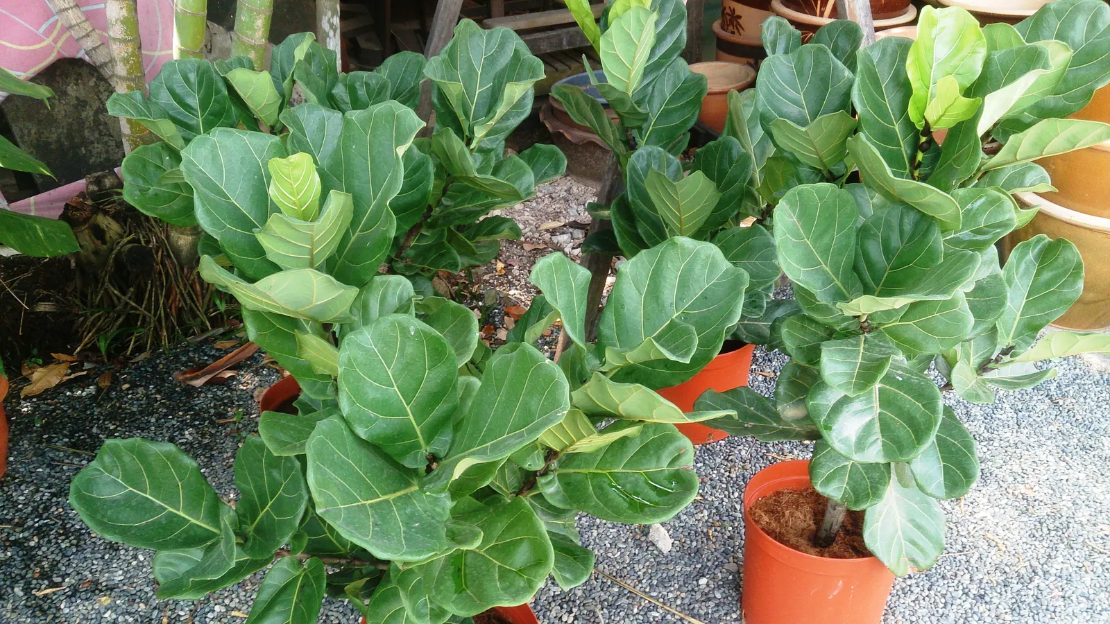 Fiddle-Leaf Fig, Banjo-Leaf Fig (Ficus Lyrata) — which indoors can reach anywhere between 2 to 10 feet and rarely up to 15 feet if conditions are ideal