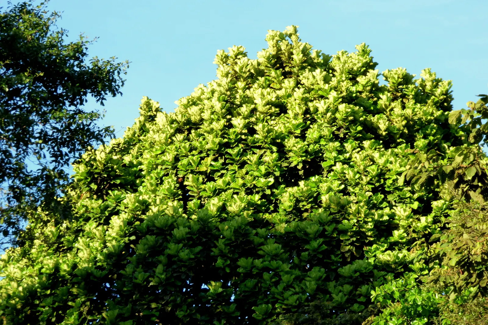 Fiddle-Leaf Fig, Banjo-Leaf Fig (Ficus Lyrata) — As a tropical evergreen, it thrives in warm, humid climates and prefers bright, indirect sunlight; making it a