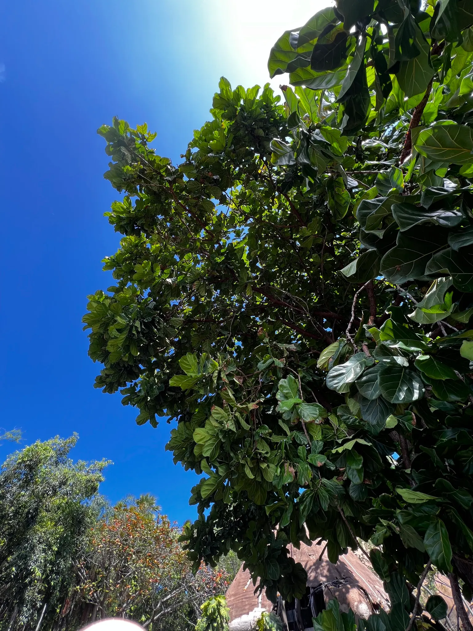 Fiddle-Leaf Fig, Banjo-Leaf Fig (Ficus Lyrata) — commonly called Fiddle-leaf Fig; when mature, it can reach heights of up to 50 feet outdoors, but, image 58
