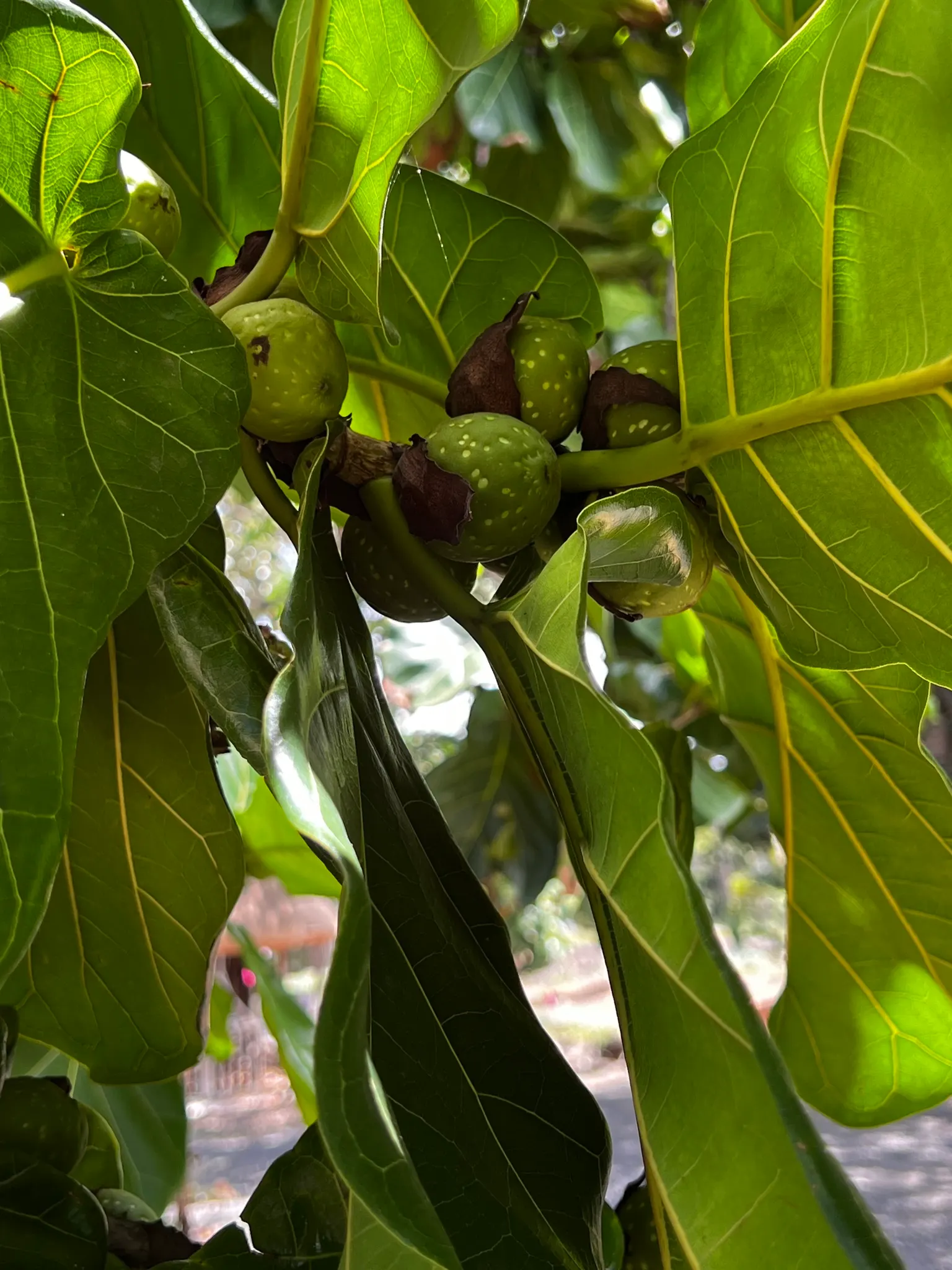 Fiddle-Leaf Fig, Banjo-Leaf Fig (Ficus Lyrata) — is a striking and popular addition to interior landscapes