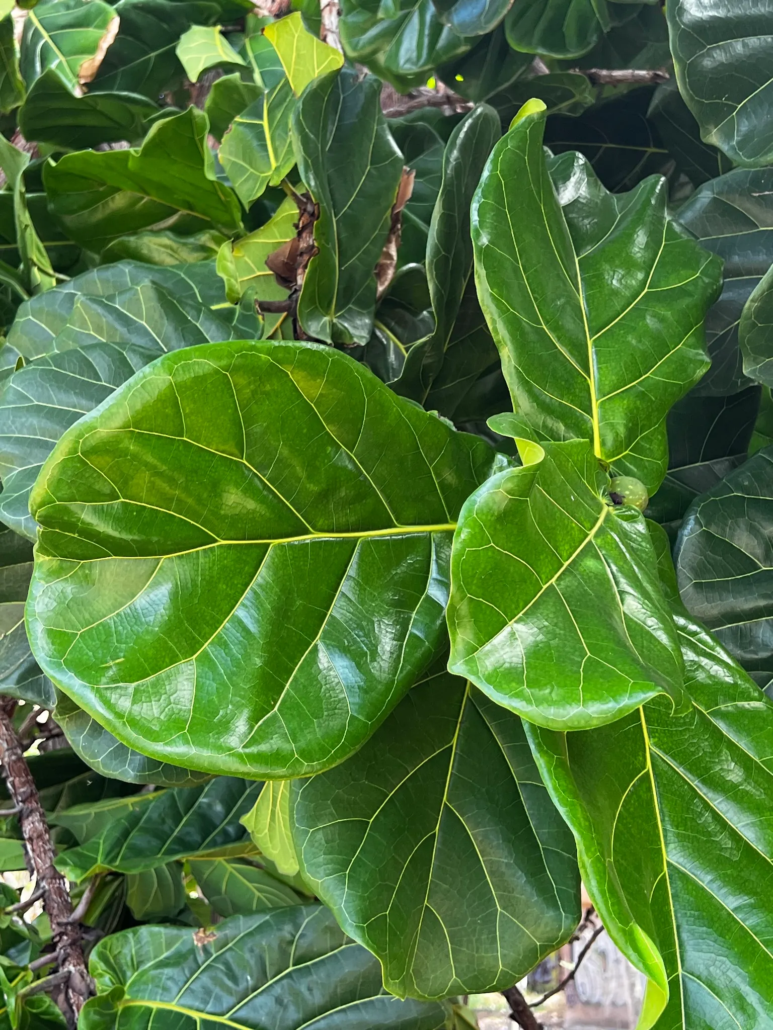 Fiddle-Leaf Fig, Banjo-Leaf Fig (Ficus Lyrata) — architectural presence and violin-shaped; commonly called Fiddle-leaf Fig, image 63