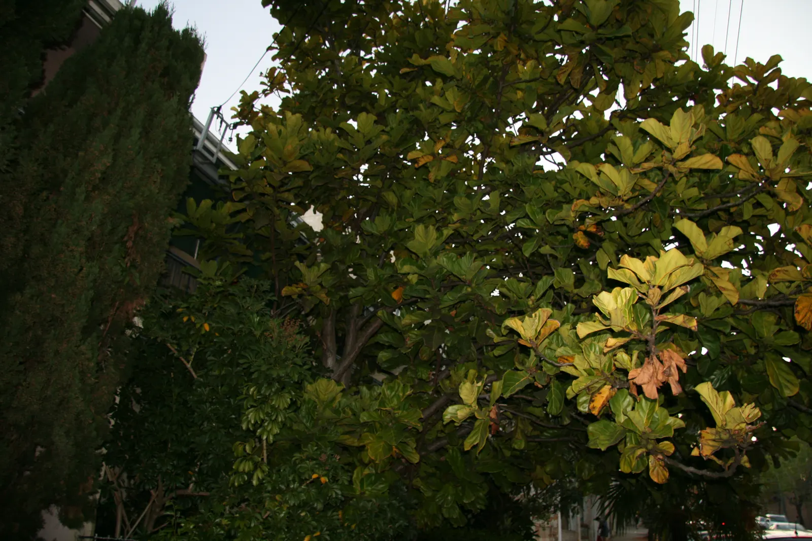 Fiddle-Leaf Fig, Banjo-Leaf Fig (Ficus Lyrata) — is a striking and popular addition to interior landscapes; indirect sunlight and preferring, image 43