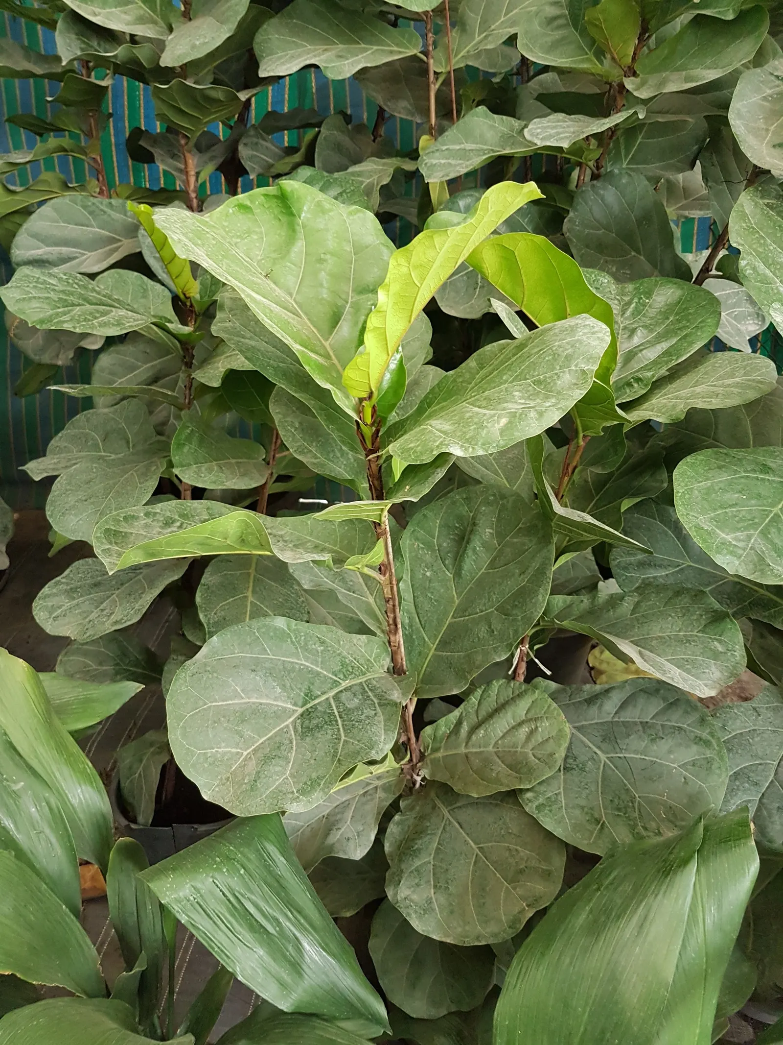 Fiddle-Leaf Fig, Banjo-Leaf Fig (Ficus Lyrata) — glossy violin-shaped leaves that can reach up to 18 inches in length