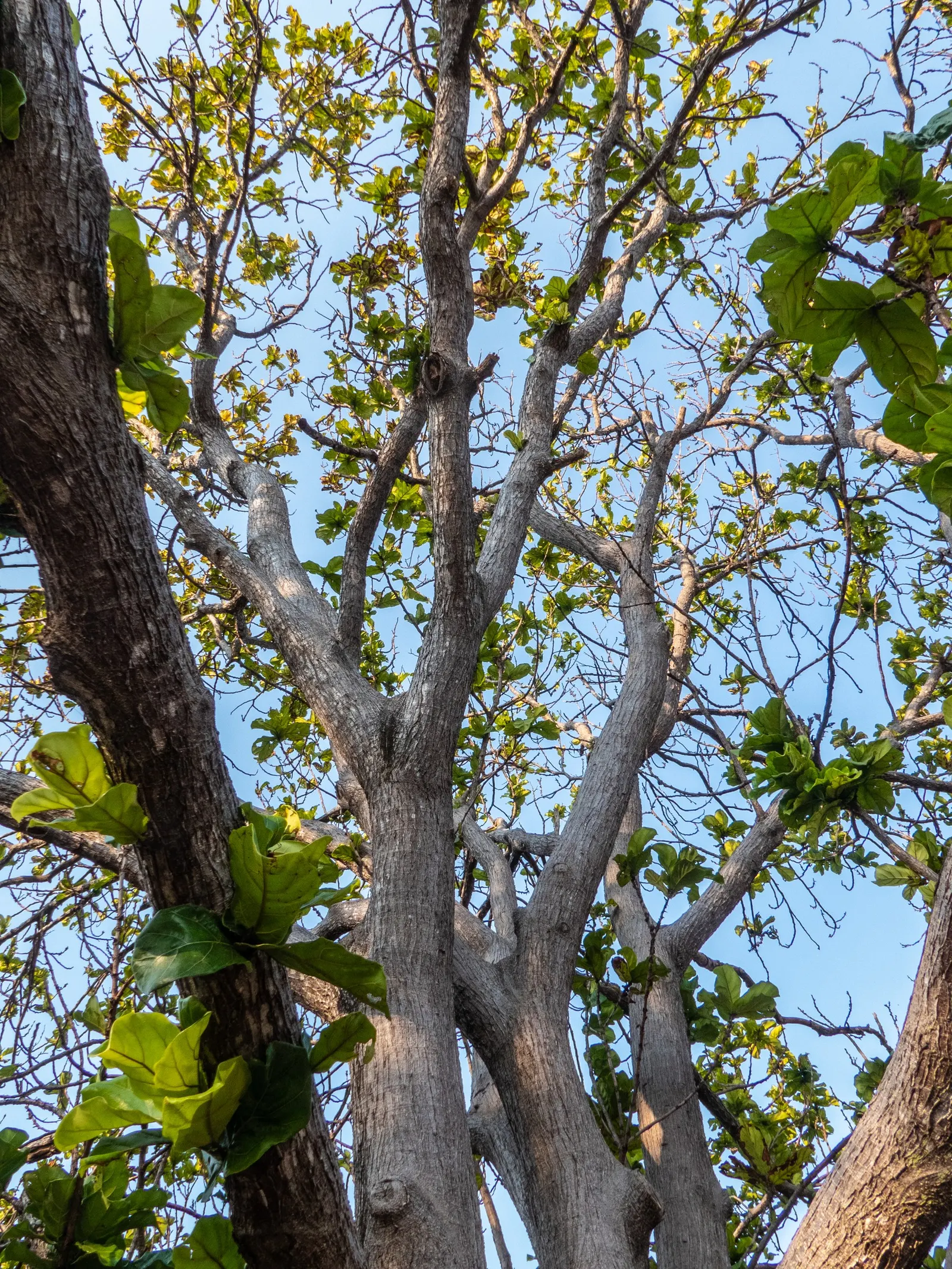 Fiddle-Leaf Fig, Banjo-Leaf Fig (Ficus Lyrata) — When mature, it can reach heights of up to 50 feet outdoors, but remains smaller indoors; architectural