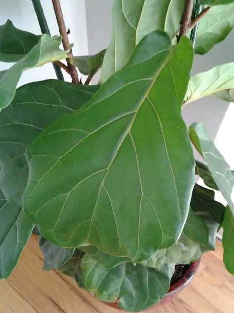 Fiddle-Leaf Fig, Banjo-Leaf Fig (Ficus Lyrata) — Regular dusting of the leaves is not only aesthetically pleasing but also promotes efficient, image 35