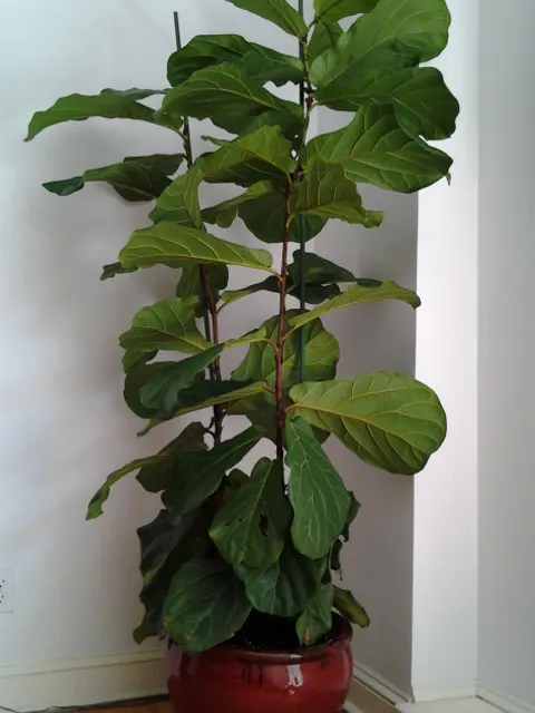 Fiddle-Leaf Fig, Banjo-Leaf Fig (Ficus Lyrata) — Regular dusting of the leaves is not only aesthetically pleasing but also promotes efficient, image 73