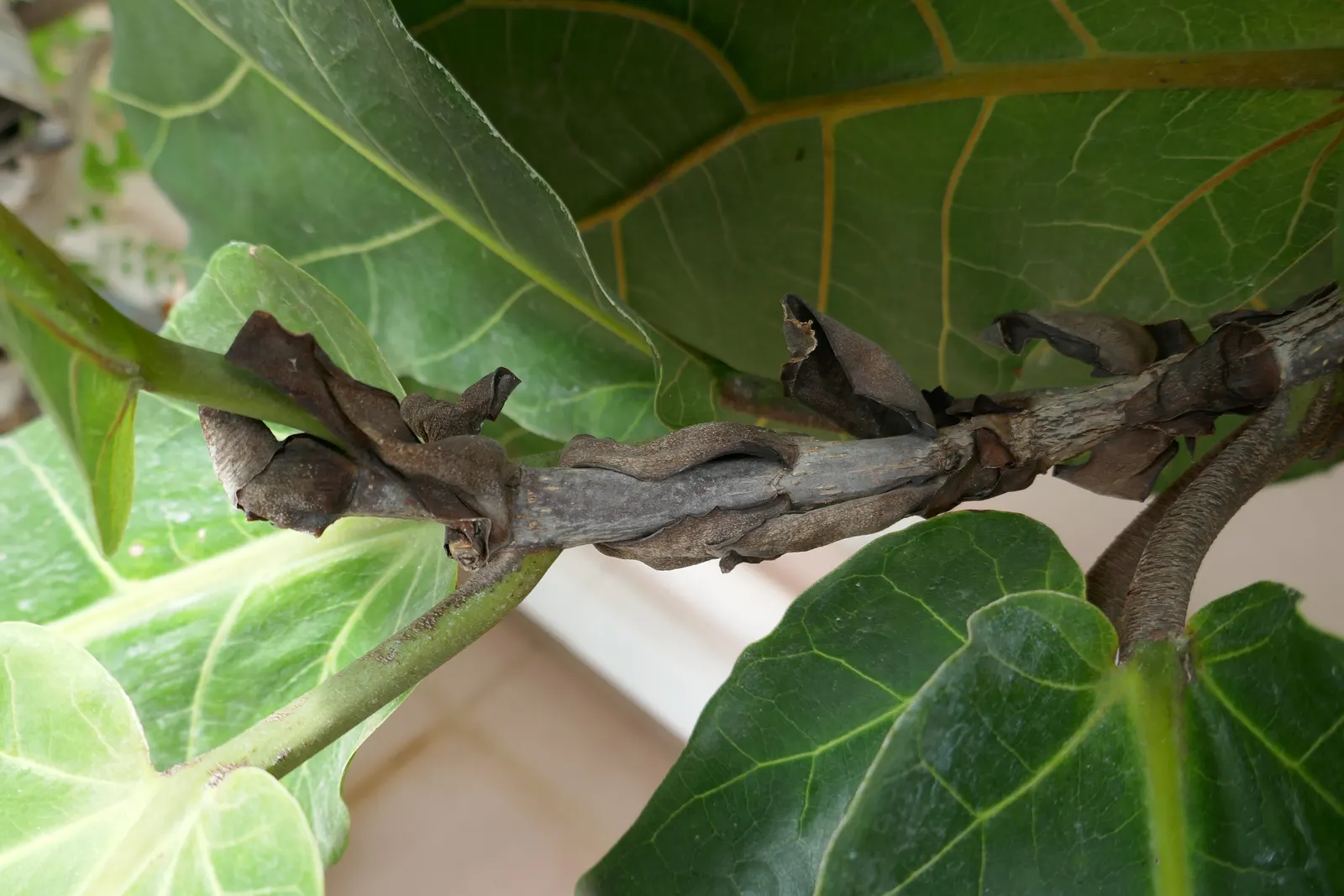 Fiddle-Leaf Fig, Banjo-Leaf Fig (Ficus Lyrata) — which indoors can reach anywhere between 2 to 10 feet and rarely up to 15 feet if conditions are, image 49